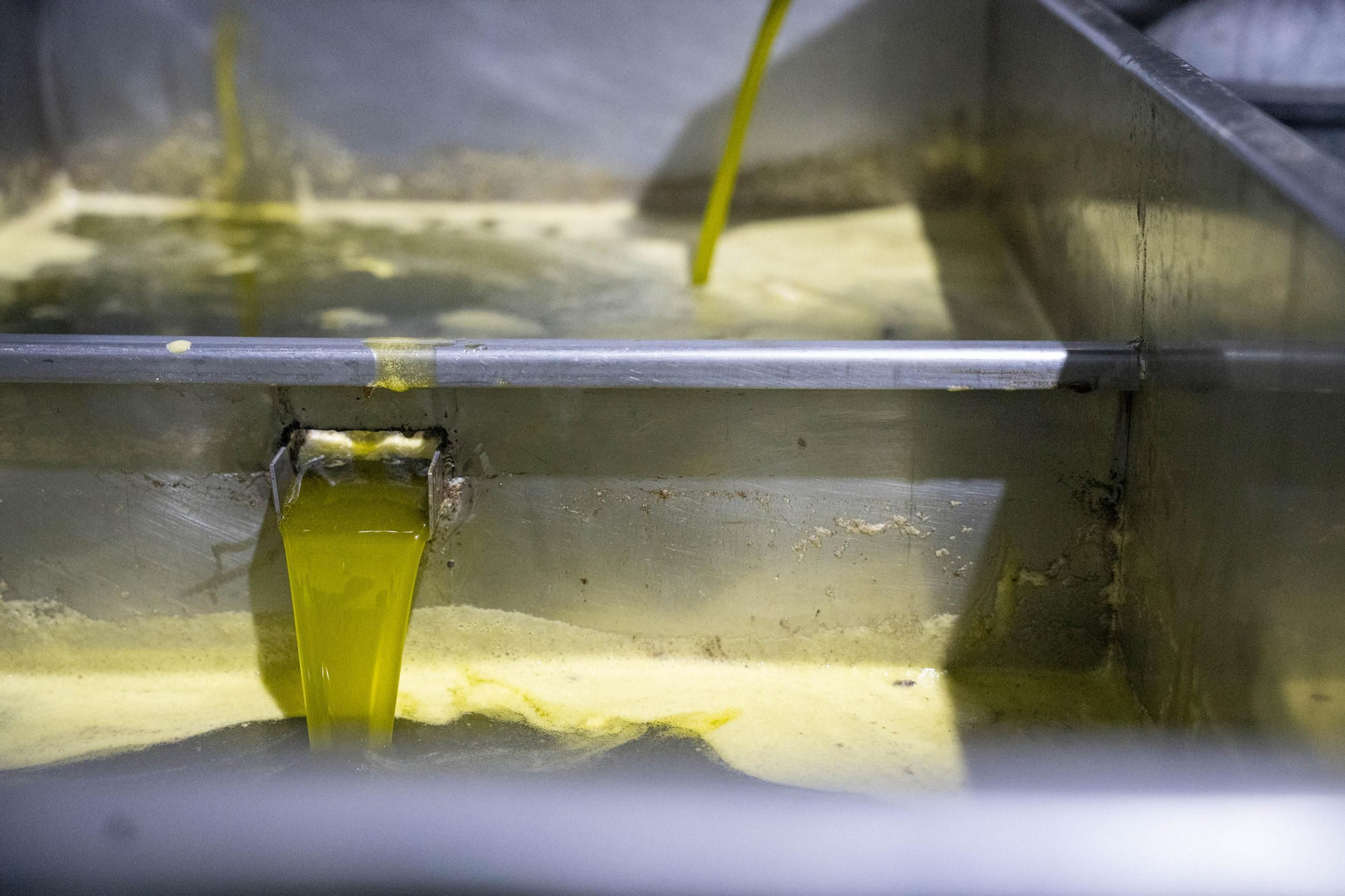 Os enseñamos como se hace el aceite en la almazara de Fiñana, en imágenes