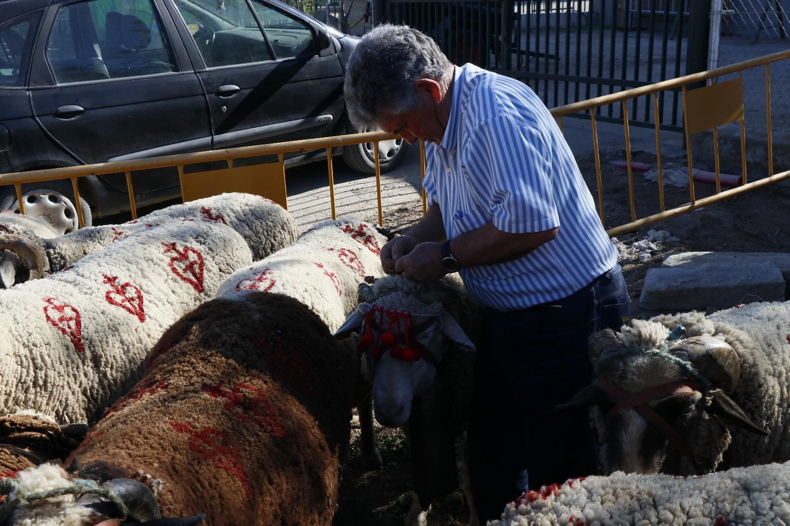 Belalcázar celebra el Día de la Trashumancia, en imágenes