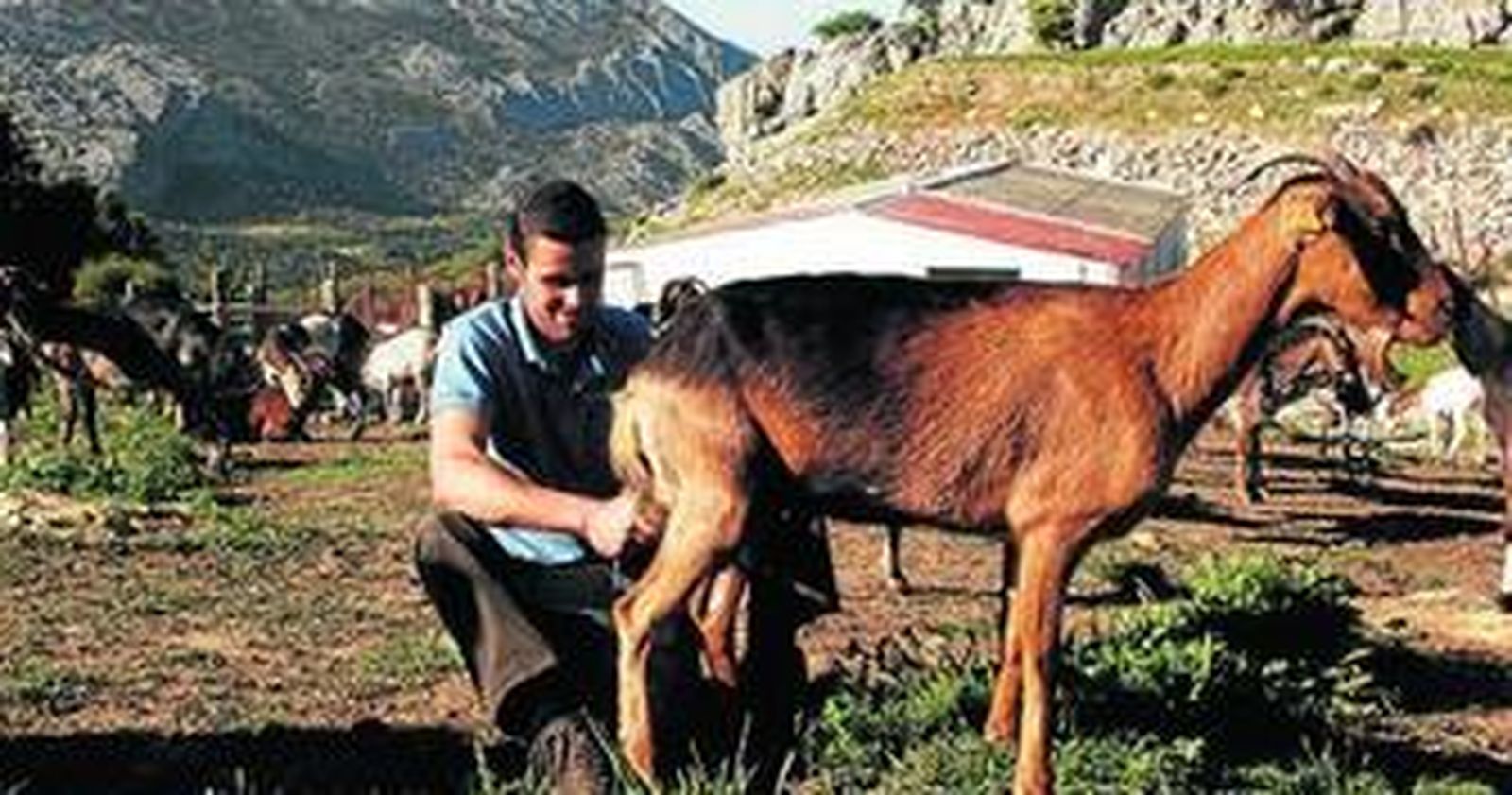 Andalucía concentra el 40% de la producción de leche de cabra en España