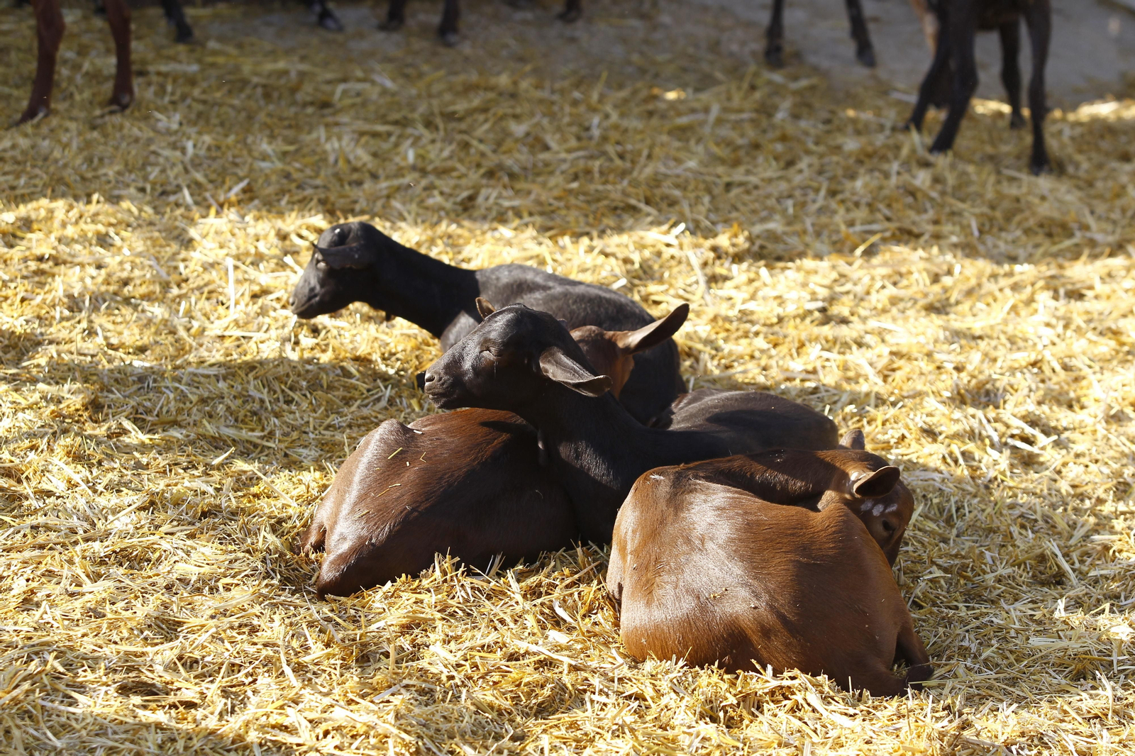 Cati Guirao, una ganadera hecha a sí misma, en imágenes
