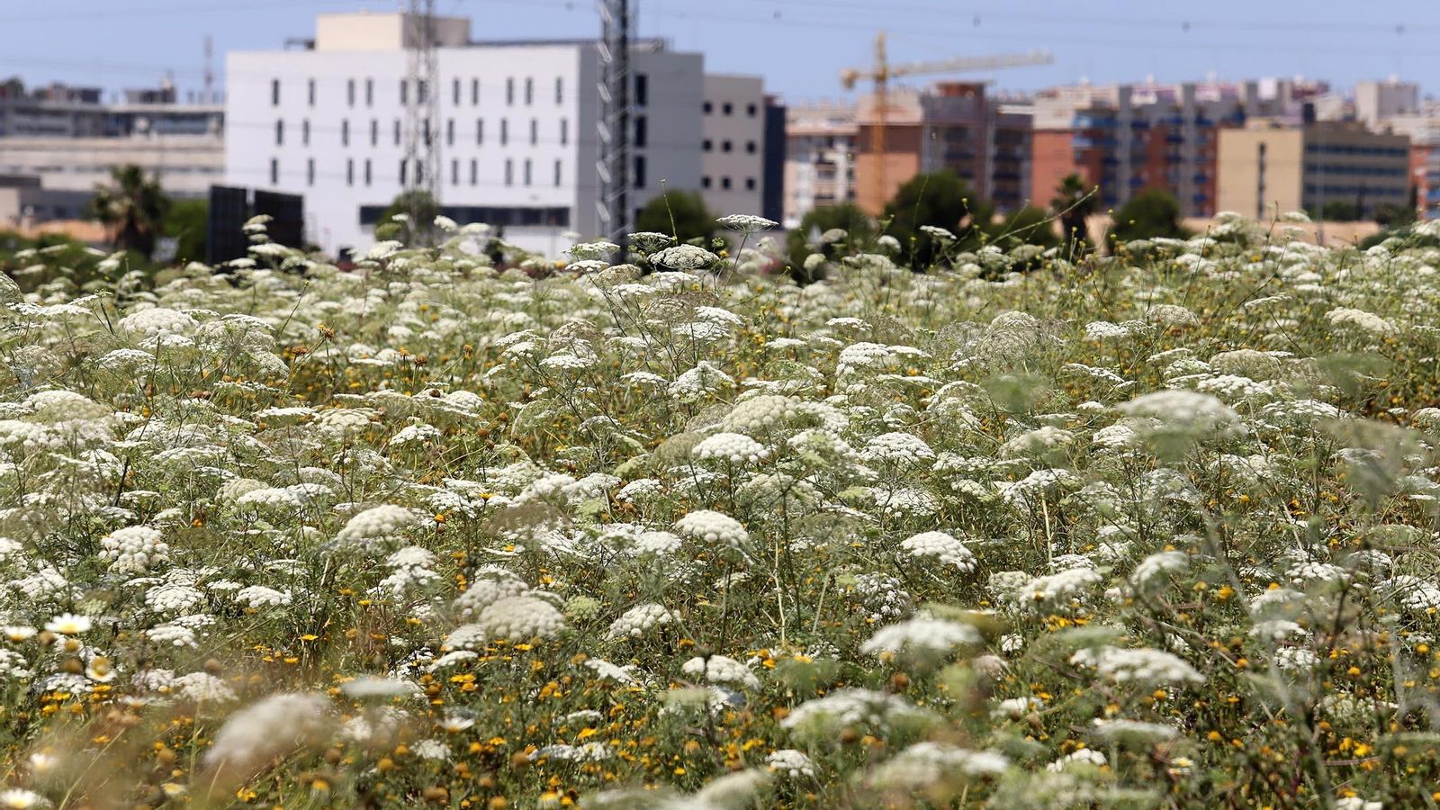 Flores en Huelva capital.