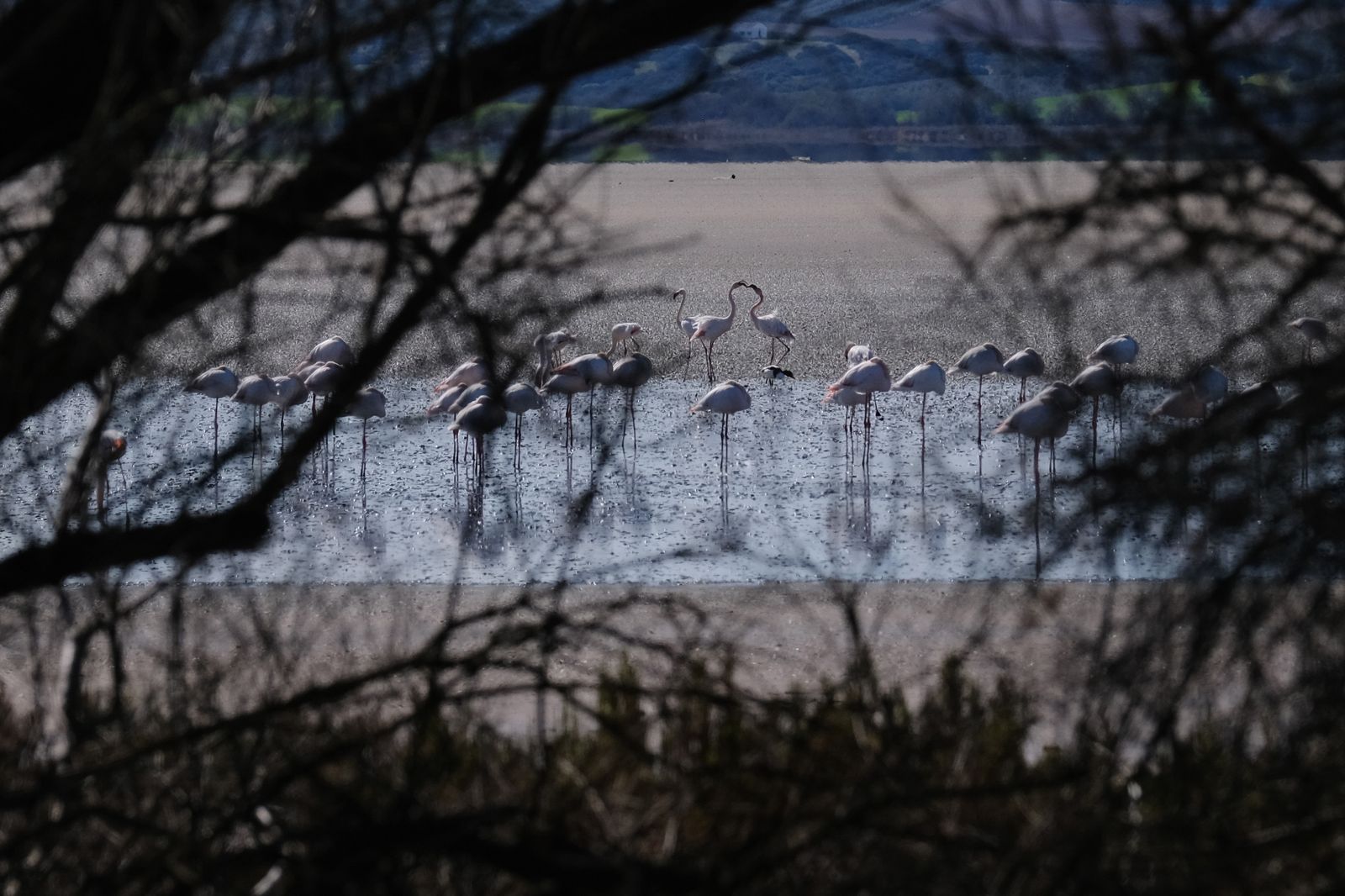 Los flamencos regresan a Fuente de Piedra, en fotos