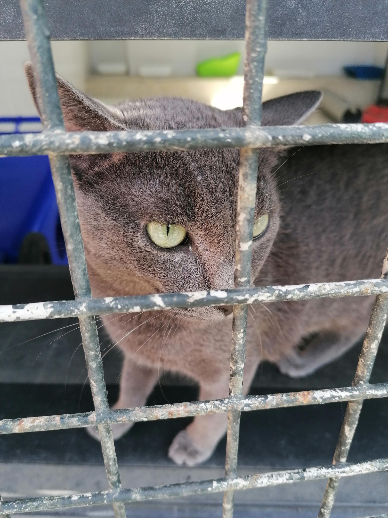 Acero espera impaciente a que se lo lleven a casa.