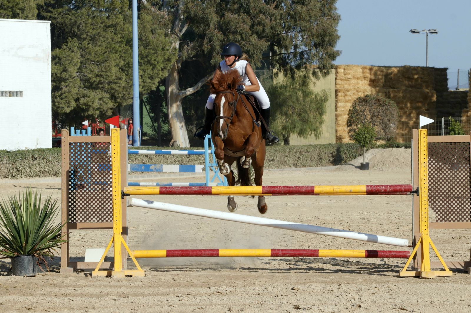 Fotogalería del XLV Concurso Nacional de Salto de Obstáculos