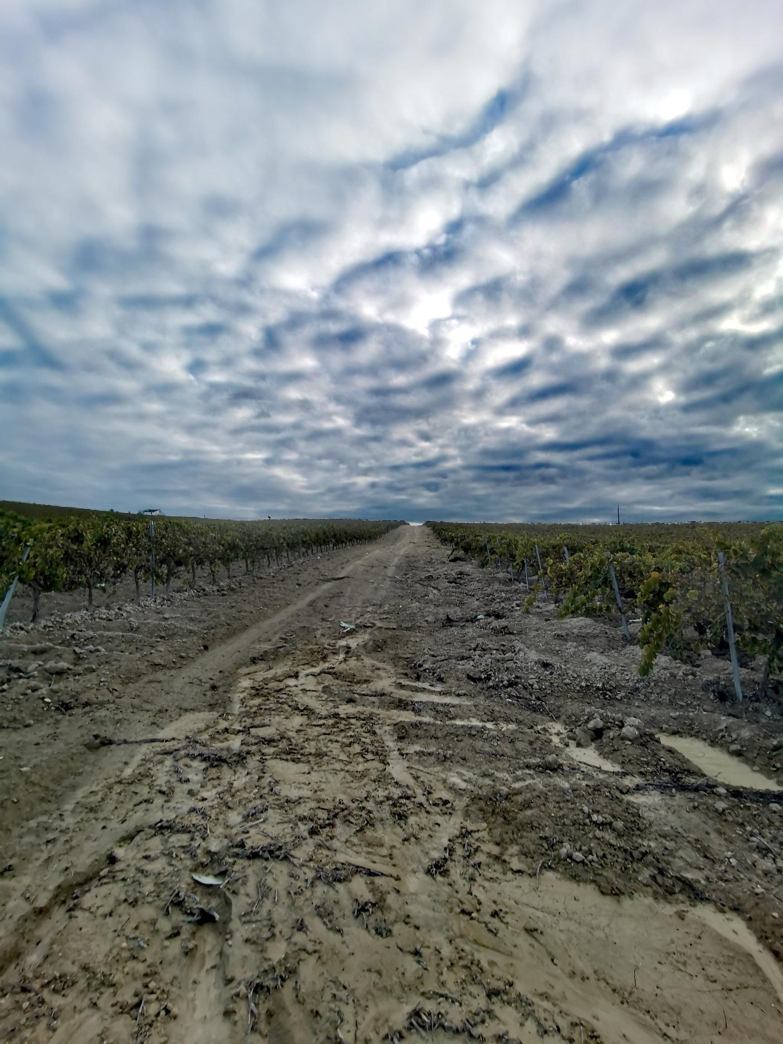 La Trocha entre viñas La Trocha entre viñas.jpg
