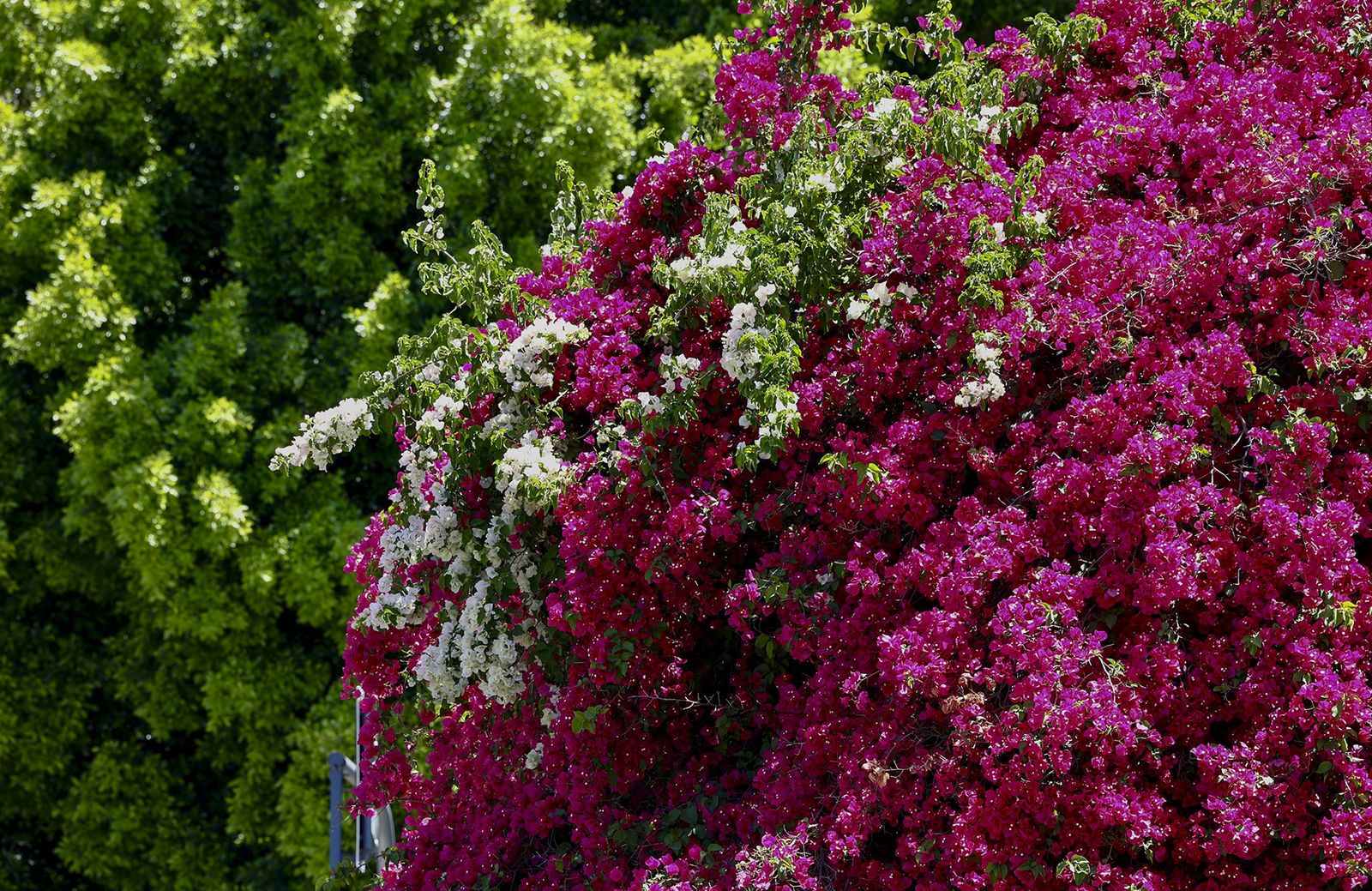 La buganvilla, la otra flor de Sevilla