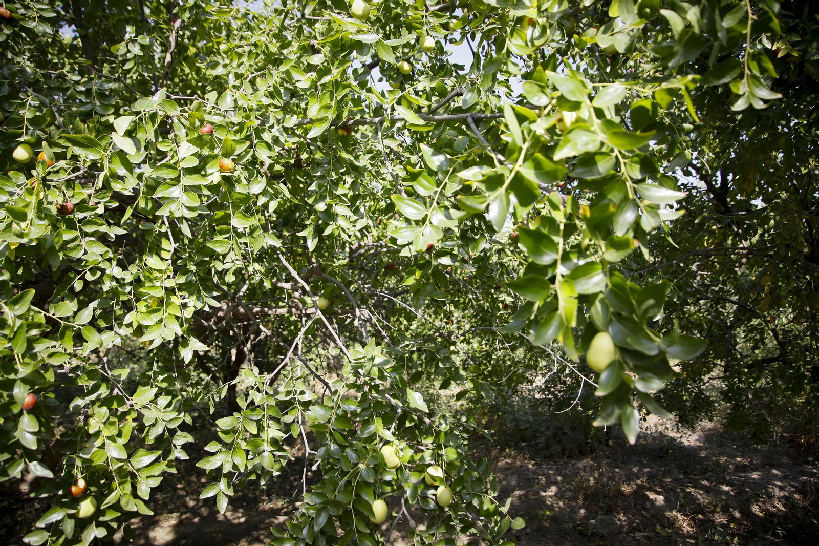 Imágenes del cultivo de azufaifas en Abrucena