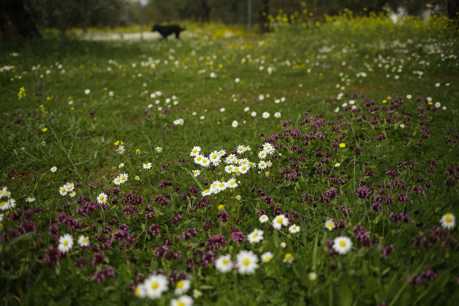 Campo lleno de flores tras las lluvias de esta primavera.