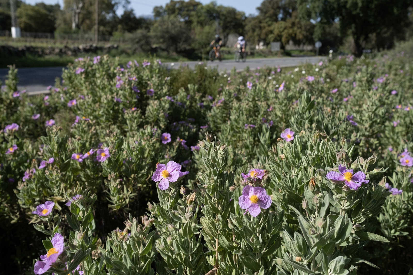 Primavera en la Serranía de Ronda, en imágenes.
