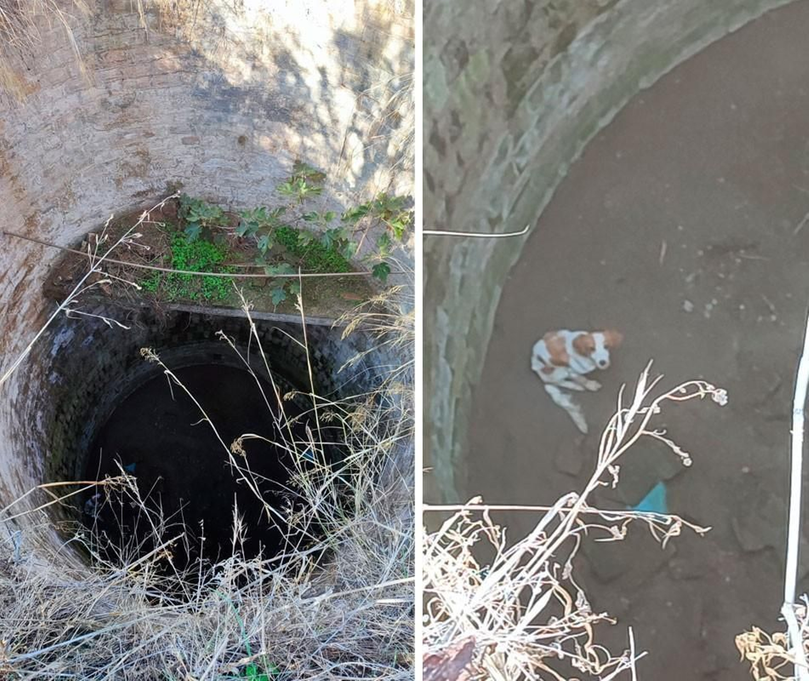 Rescatan a un perro que cayó a un pozo de ocho metros