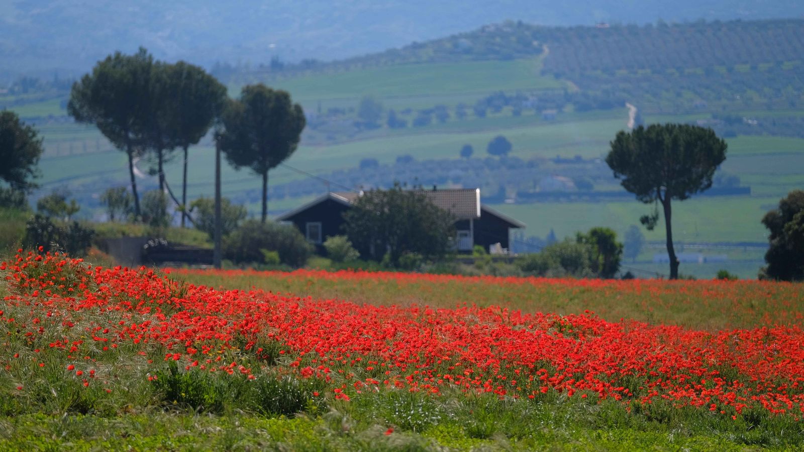 Amapolas cubren una amplia zona de una parcela en el Llano de la Cruz.