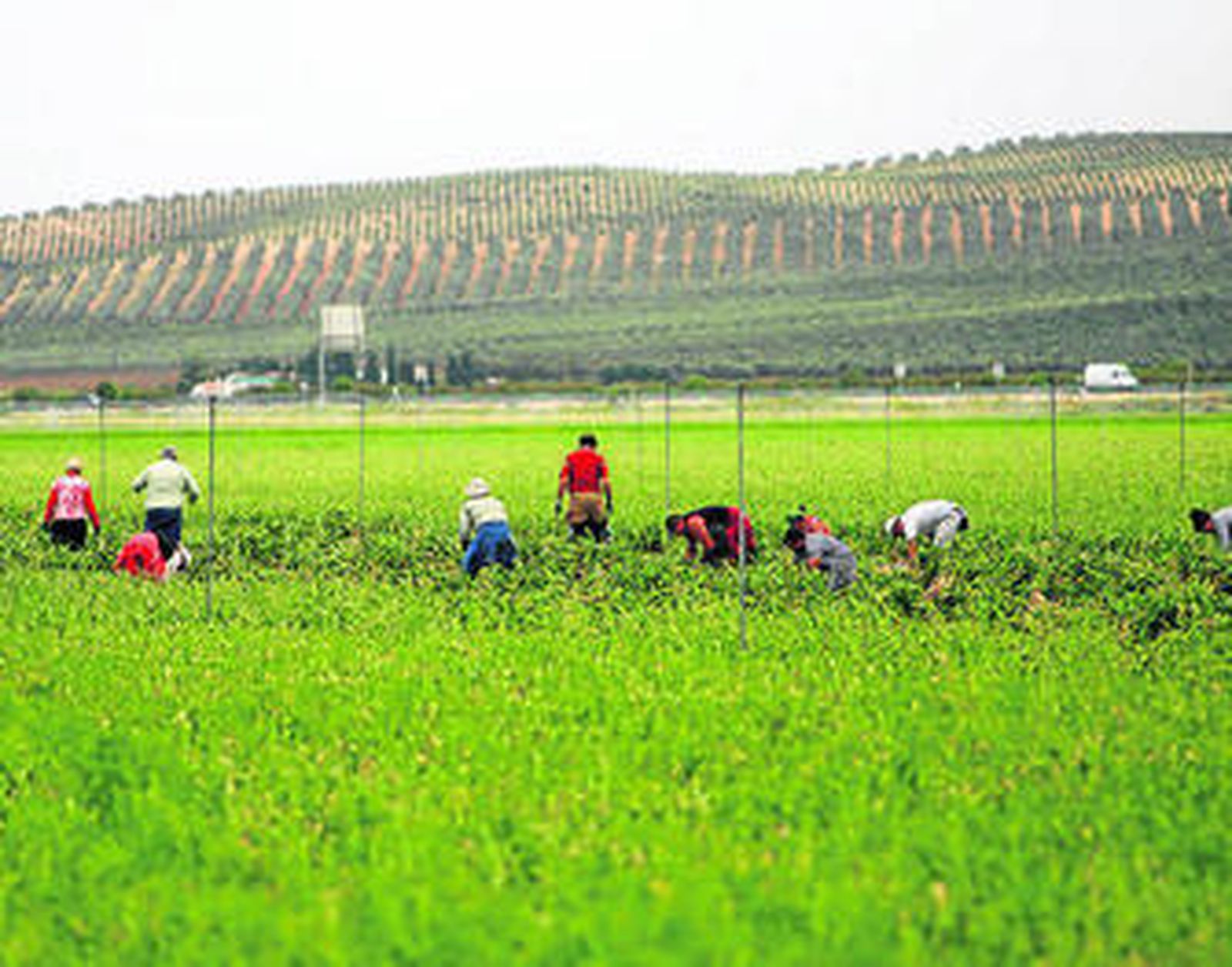 Recolección de ajo en Antequera.
