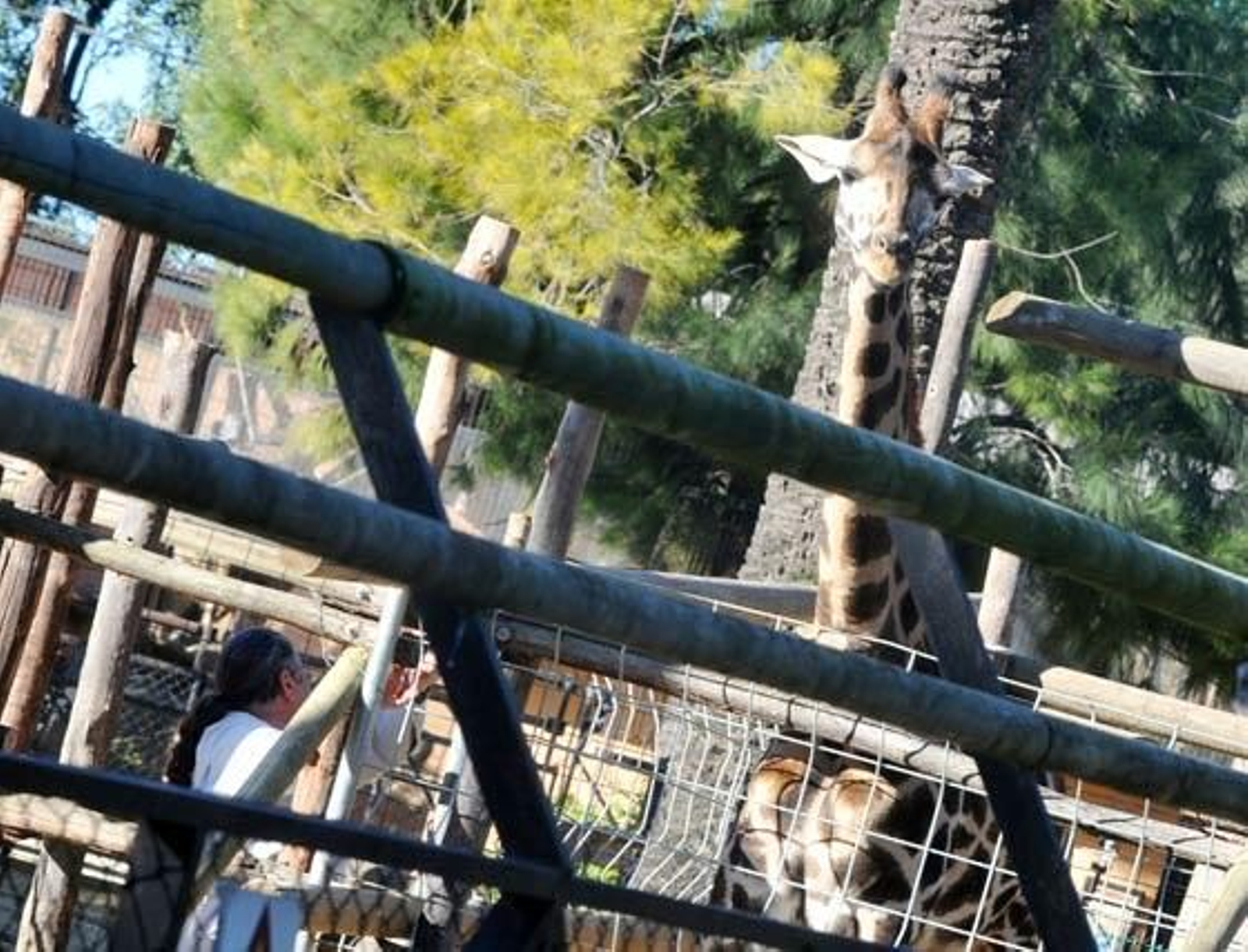 Jerezana, la jirafa de Rothschild nacida en marzo del año pasado en el Zoobotánico de Jerez ha sido trasladada al Parque Zoológico de Valencia para continuar con los trabajos de conservación de dicha especie

Foto: Manuel Aranda
