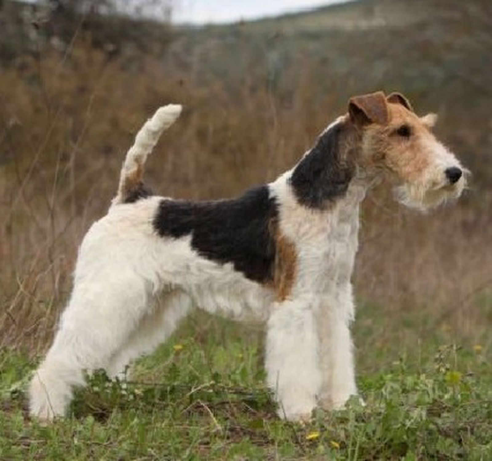 Un foxterrier en el campo.