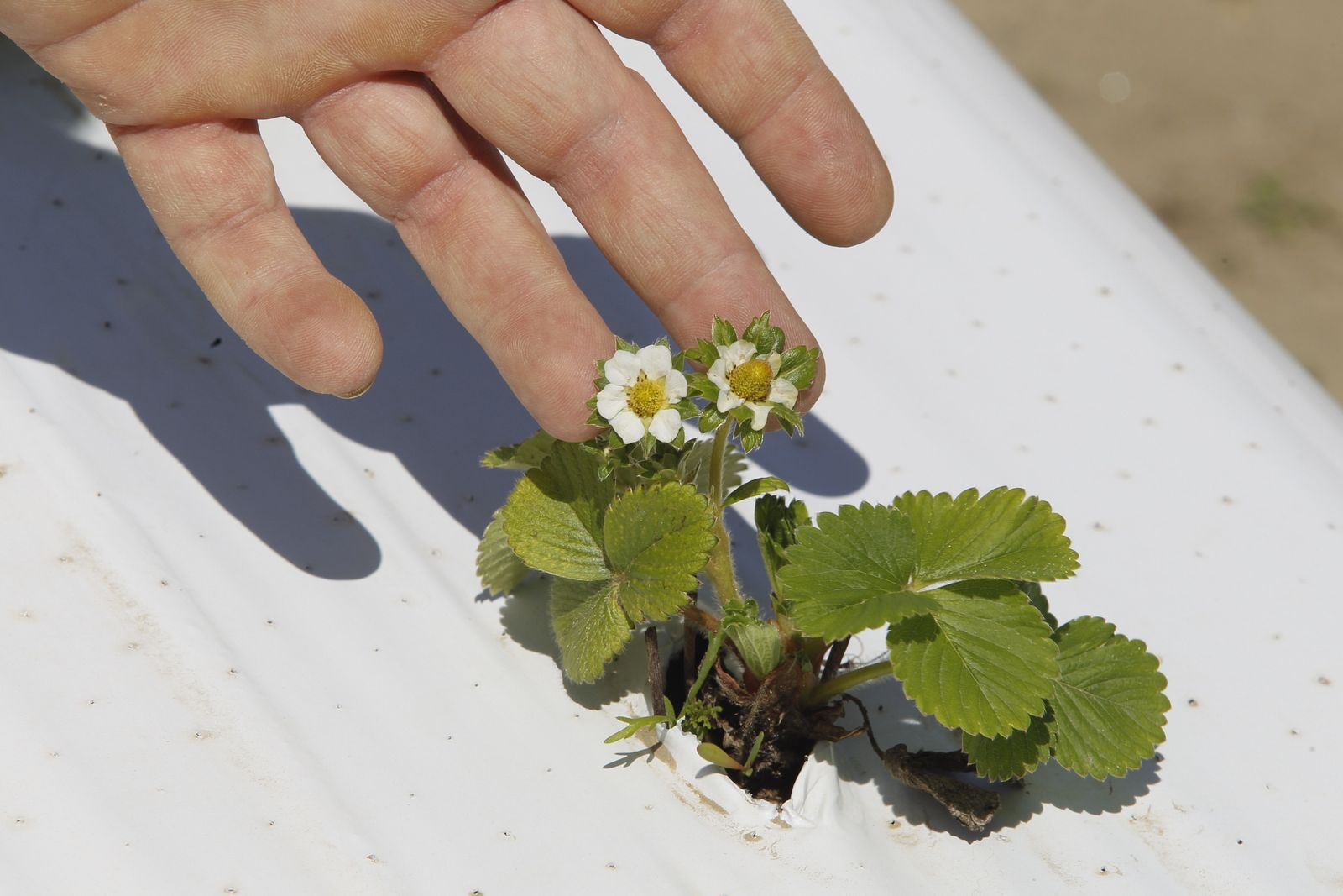 Flor de fresa ecológica.
