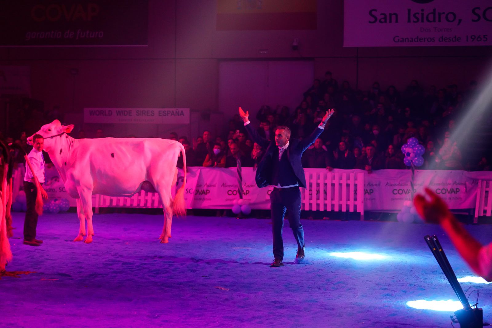 La elección de la Vaca Gran Campeona de Dos Torres, en fotografías