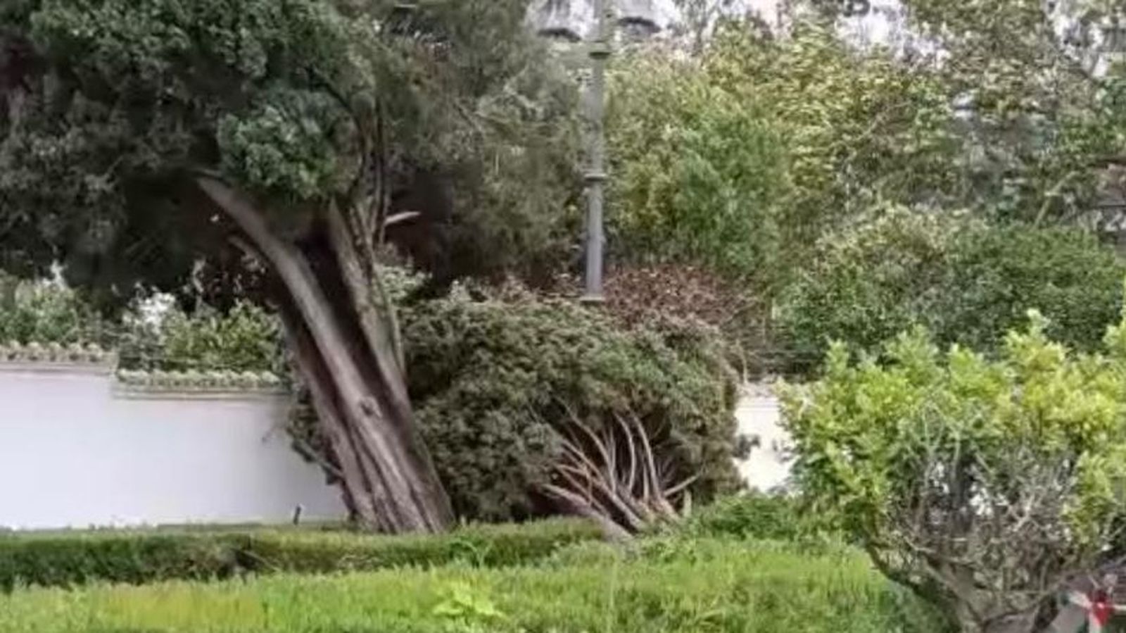 Varios árboles del entorno del Santuario de la Cinta derribados por el viento.