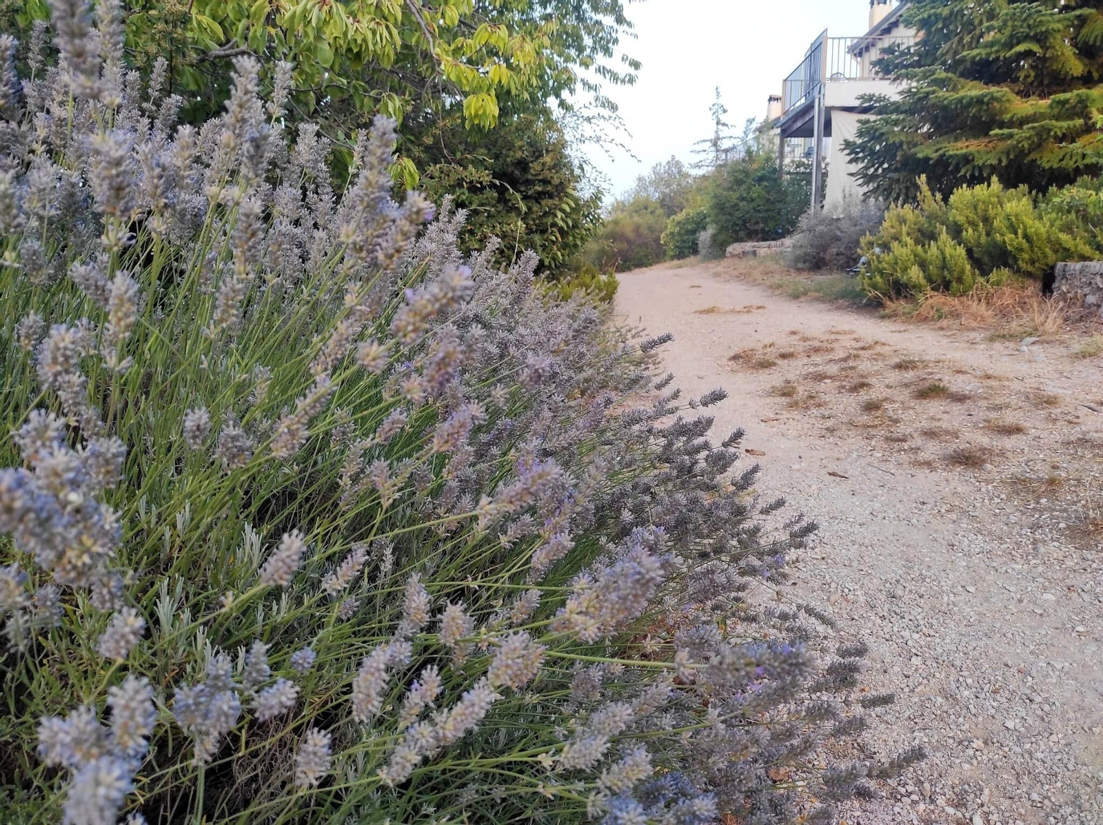 La lavanda es una de las protagonistas, embriagando con su aroma el paseo entre las cabañas.