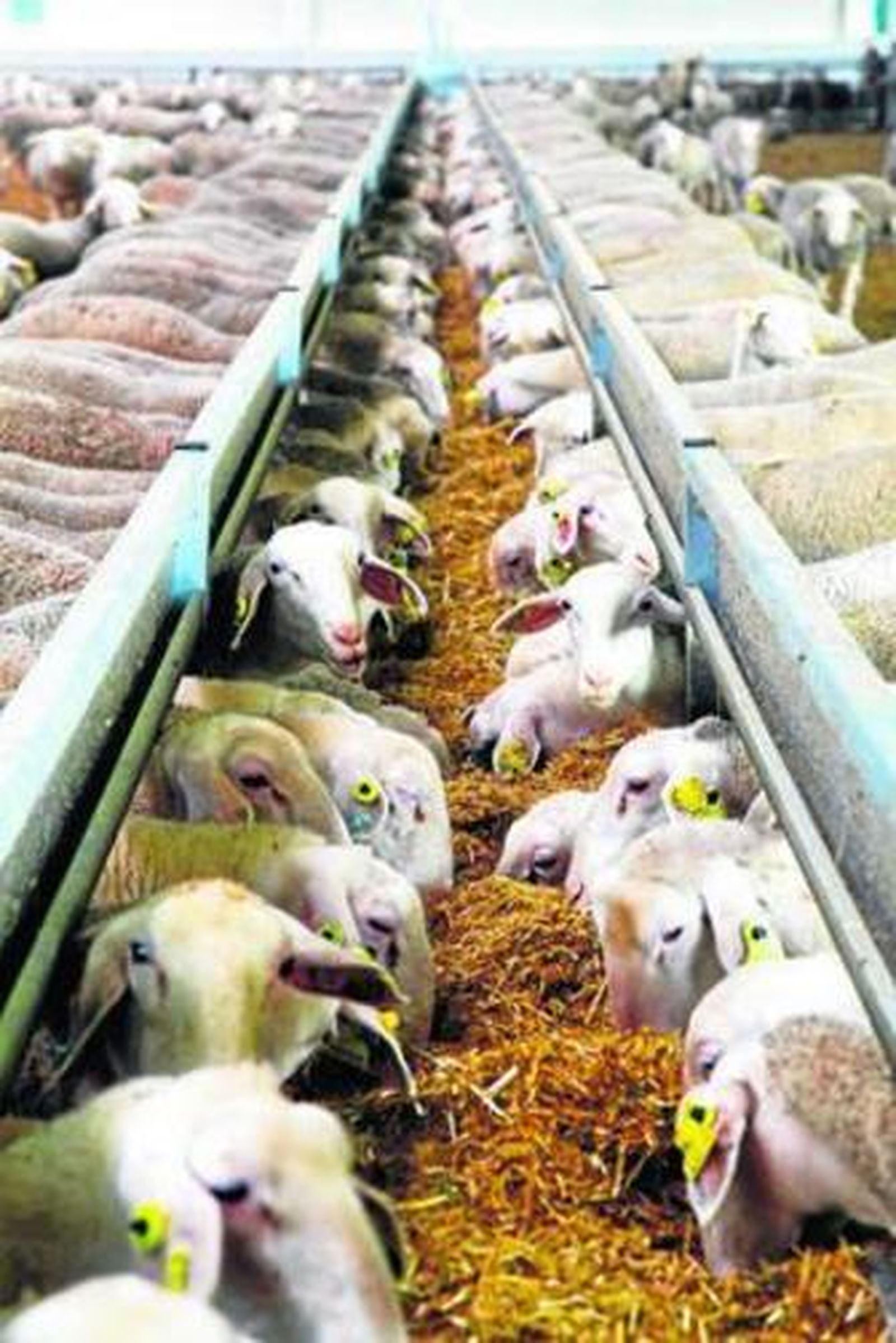 Dos Hermanas: vuelta a la tradición quesera del Andévalo