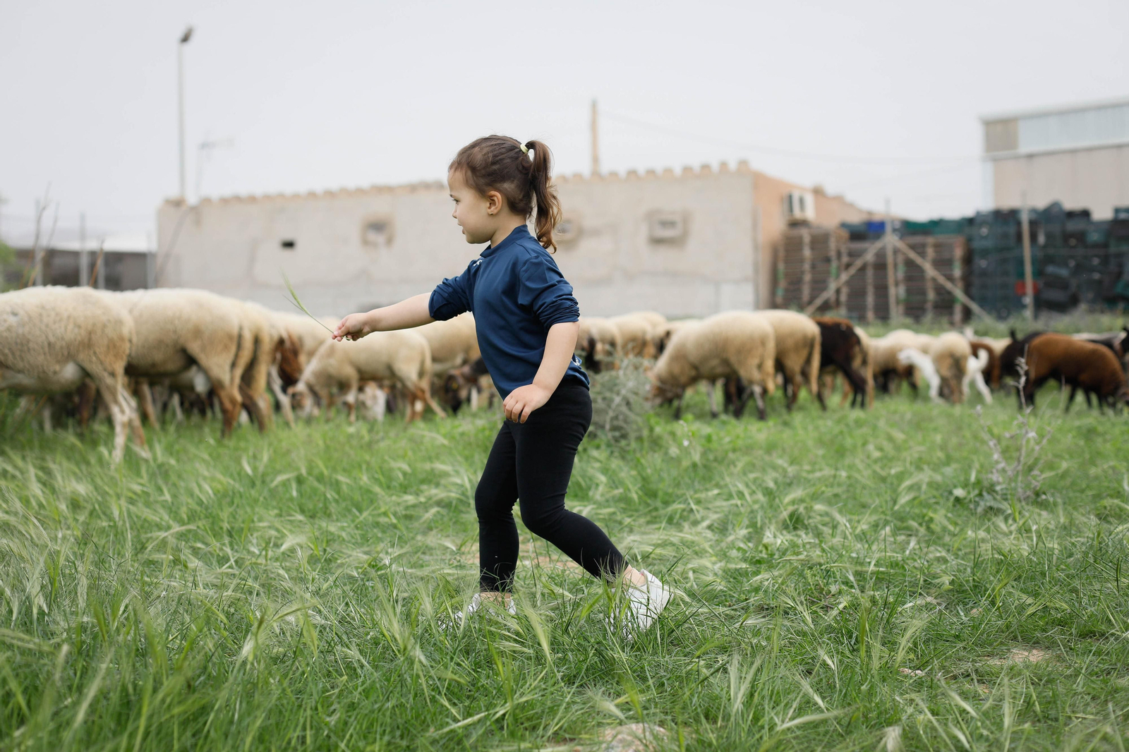 Galería de la Feria  de ganado en Tarambana
