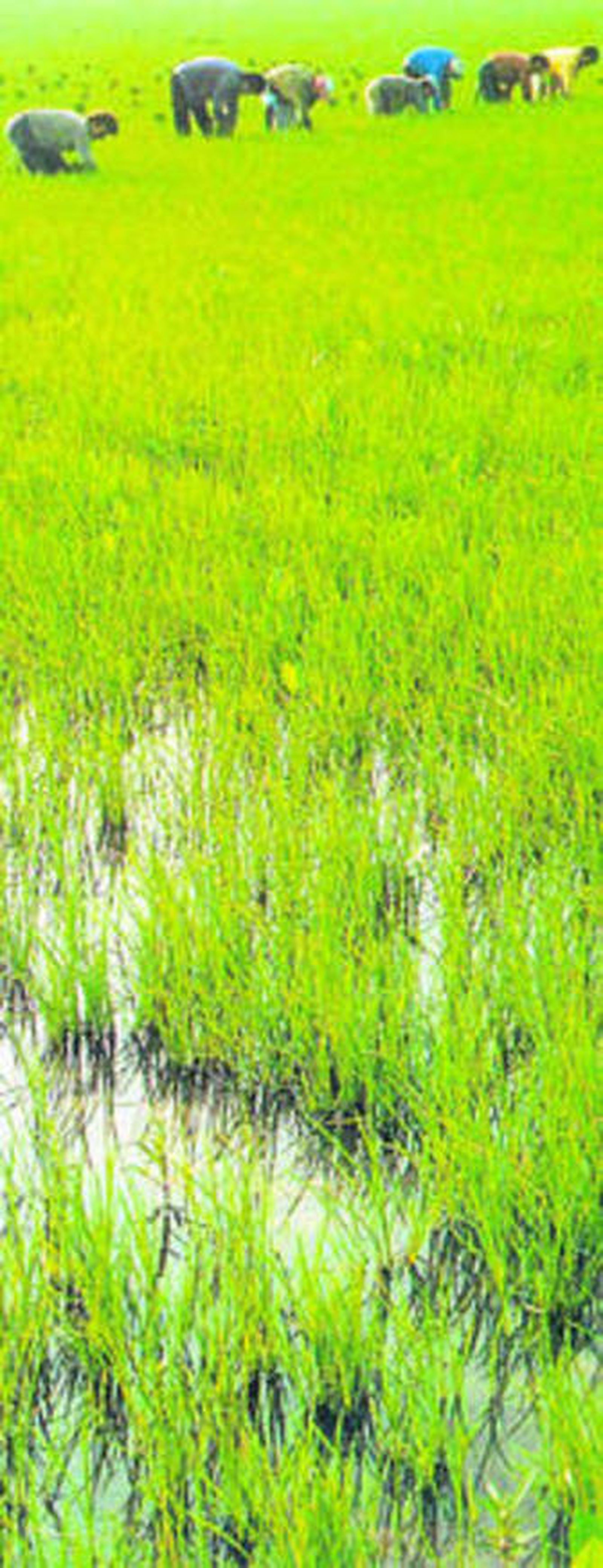 Trabajadores del arroz en las marismas sevillanas.