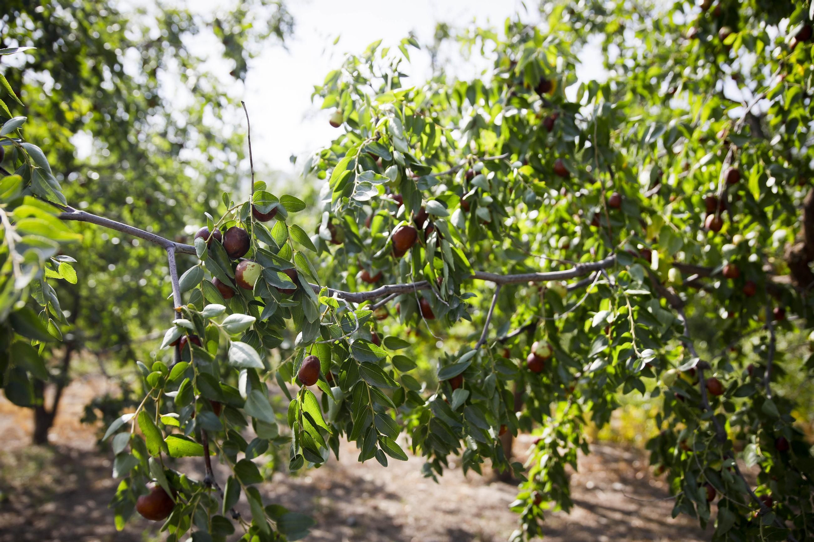 Imágenes del cultivo de azufaifas en Abrucena