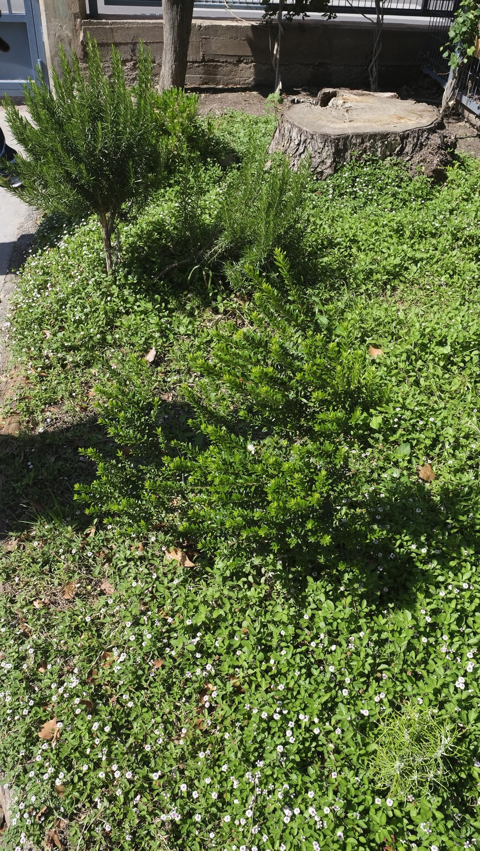 Proyecto Aulas Verdes Abiertas en el Colegio Mar Mediterráneo, de Almería