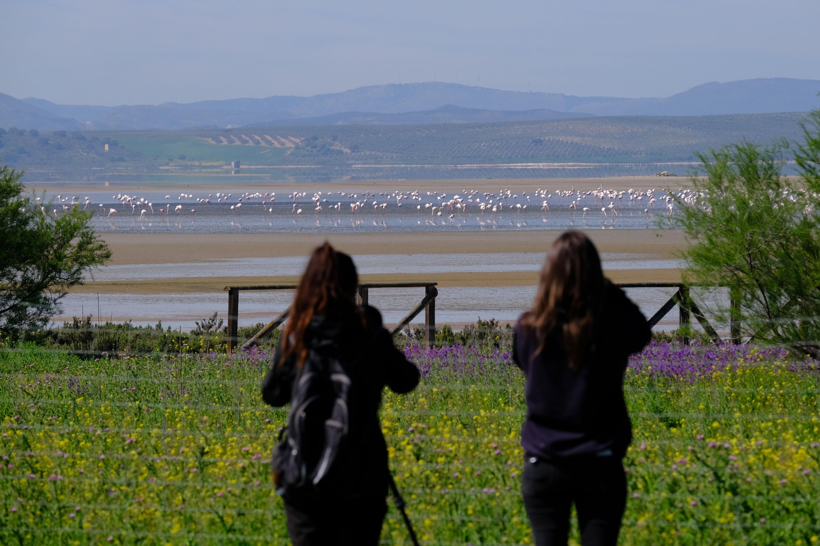 Miles de flamencos llegan a Fuente de Piedra tras las lluvias, en fotos.