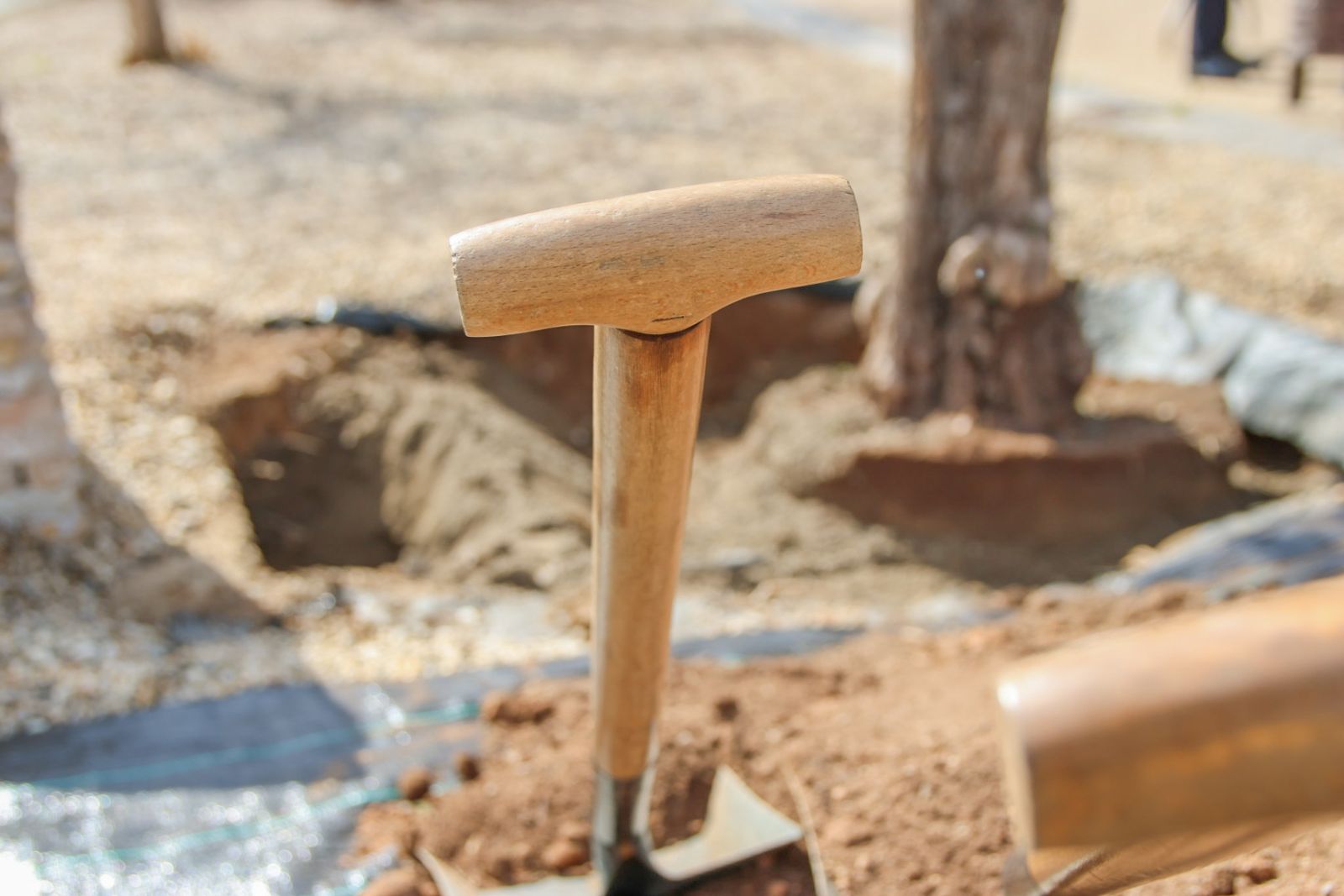 Las imágenes de la plantación de un olivo y el entierro de una cápsula del tiempo