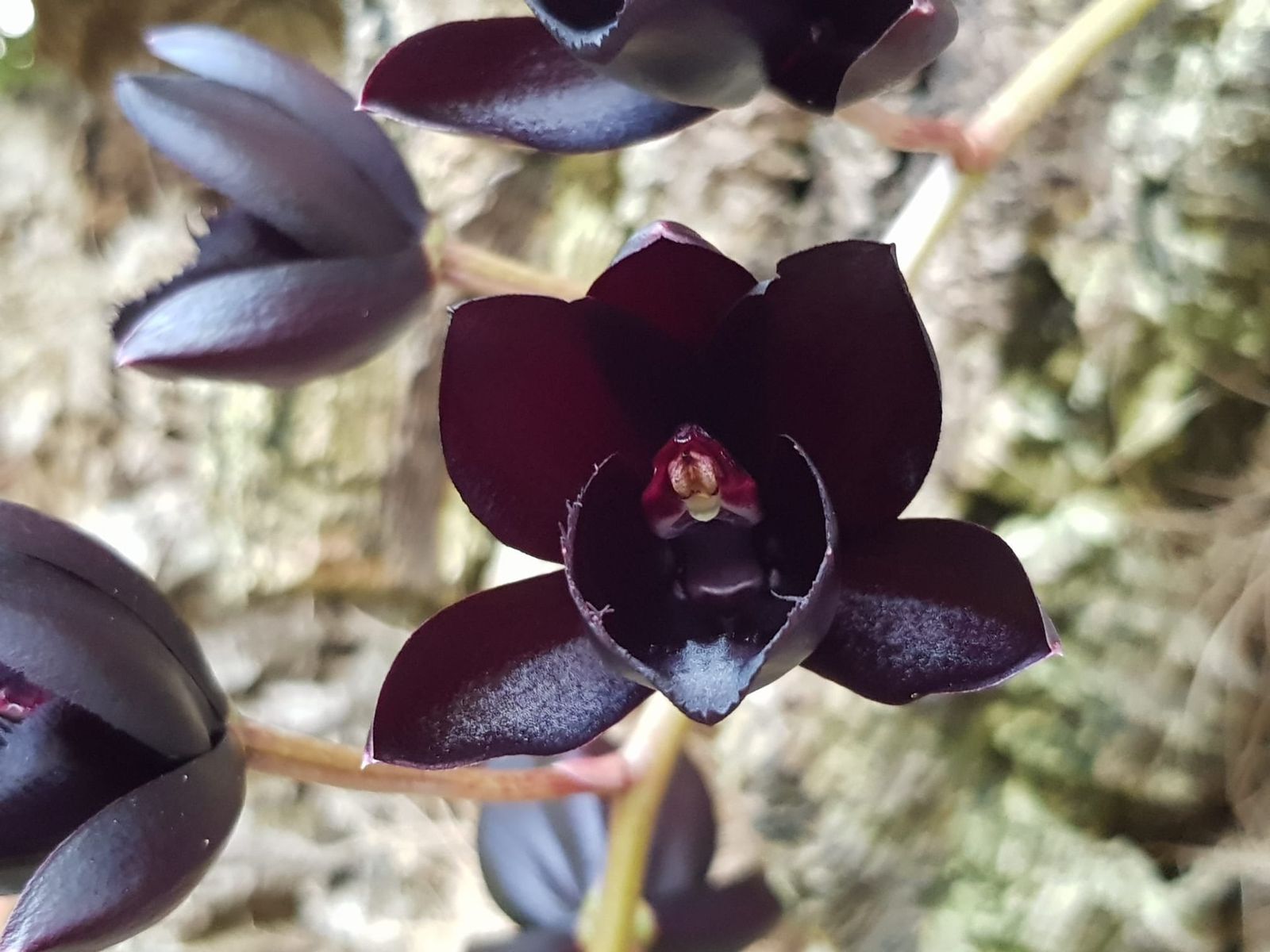 La floración de la especie Orquidea negra, en Estepona.