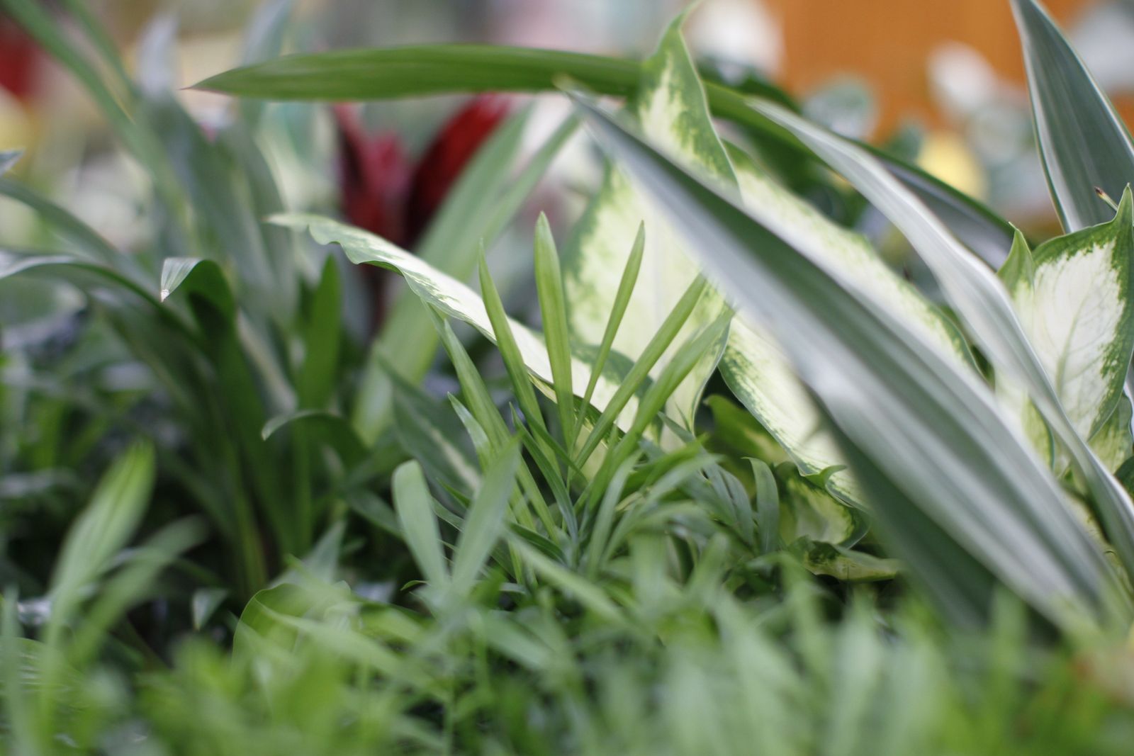 Fotogalería plantas para el Día de la Madre en Suministros Tripiana