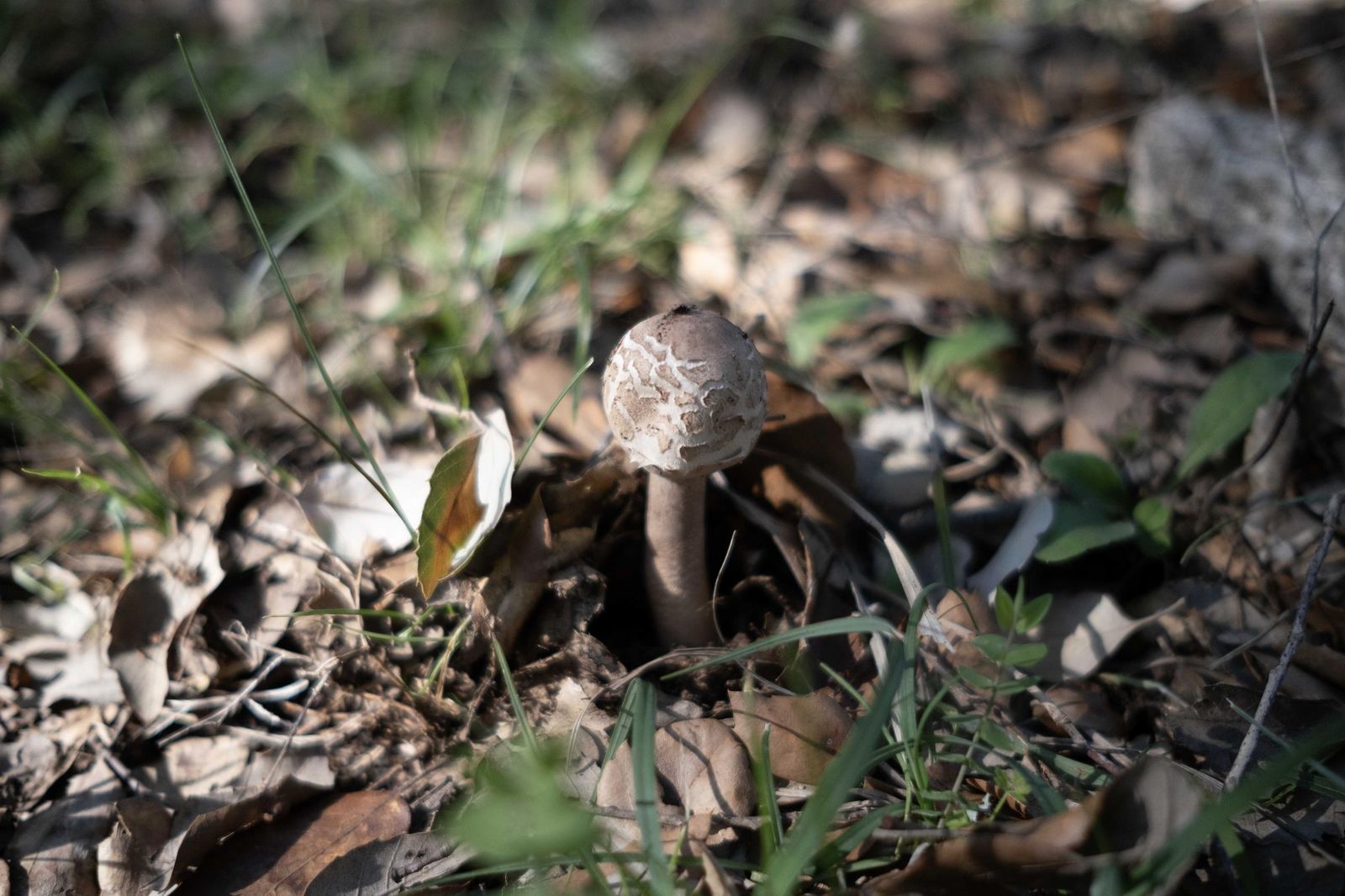Jornadas micológicas de Cortes de la Frontera, en fotos