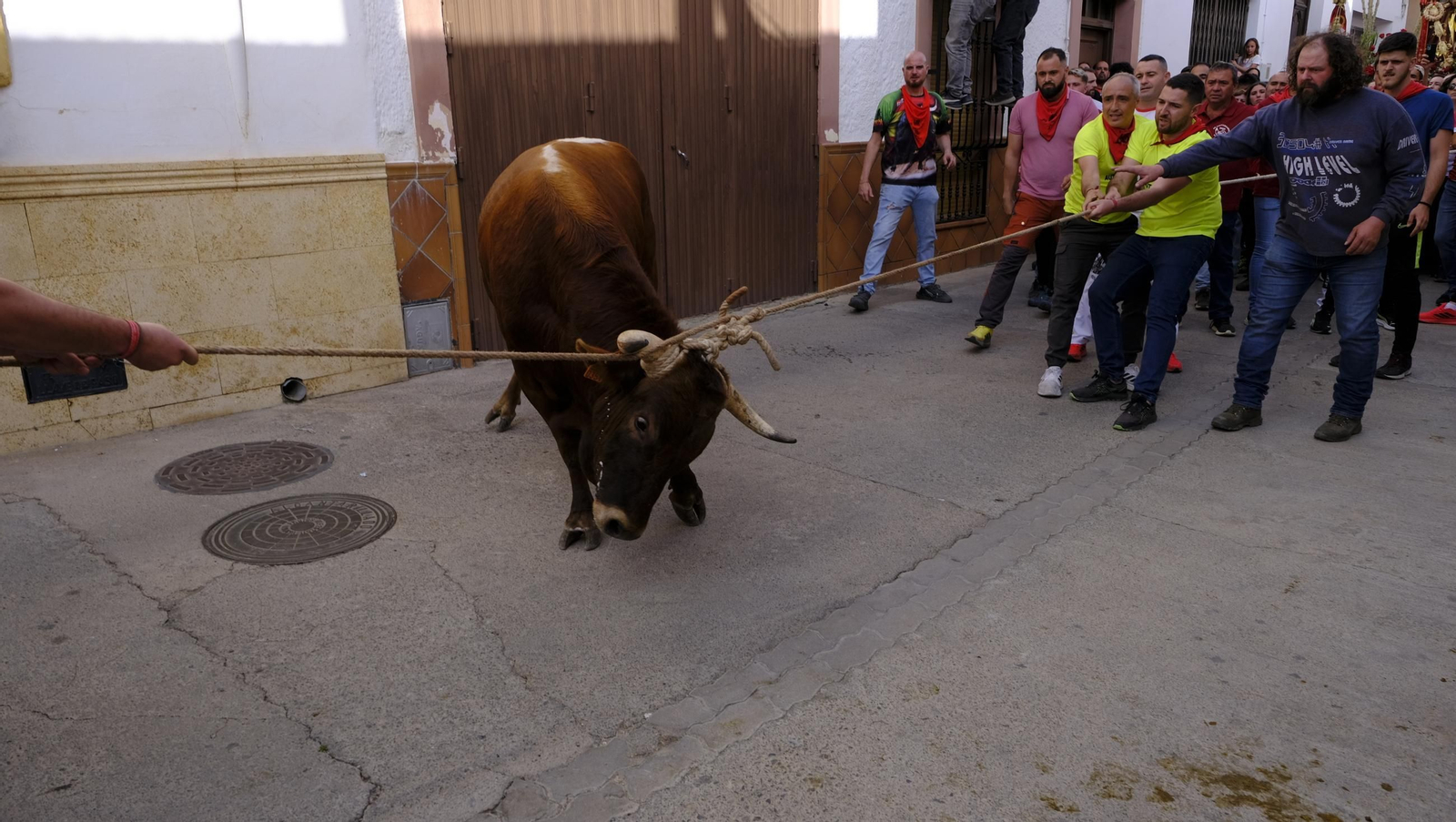 Los toros ensogados de Ohanes, en imágenes