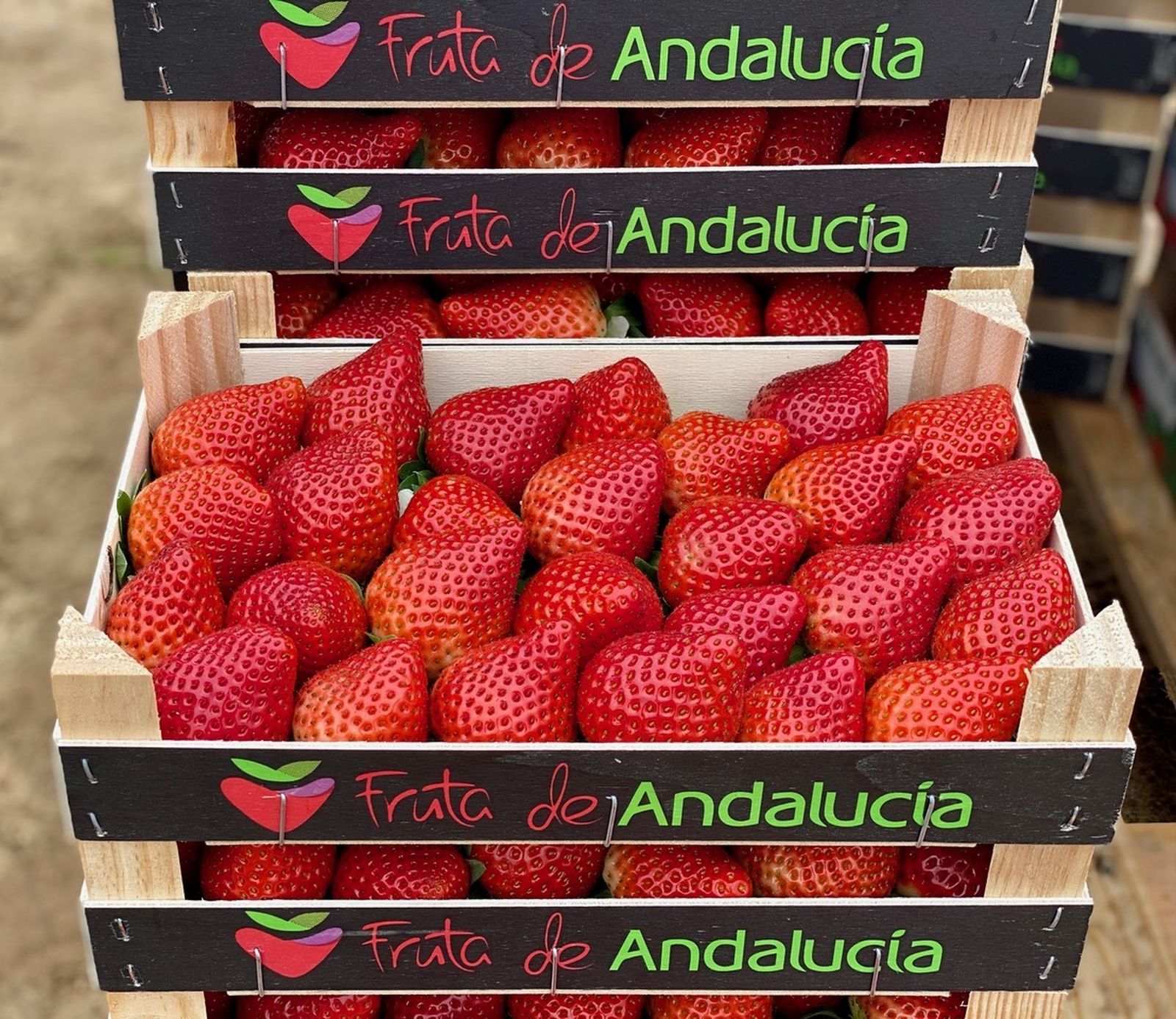Fruta de Andalucía produce y comercializa frutos rojos como la fresa.