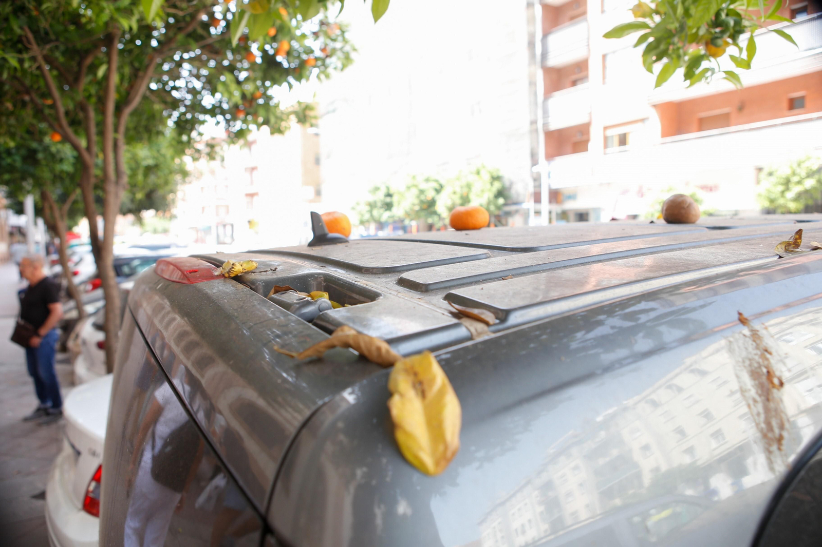 Las naranjas amargas toman las aceras de Algeciras, en imágenes