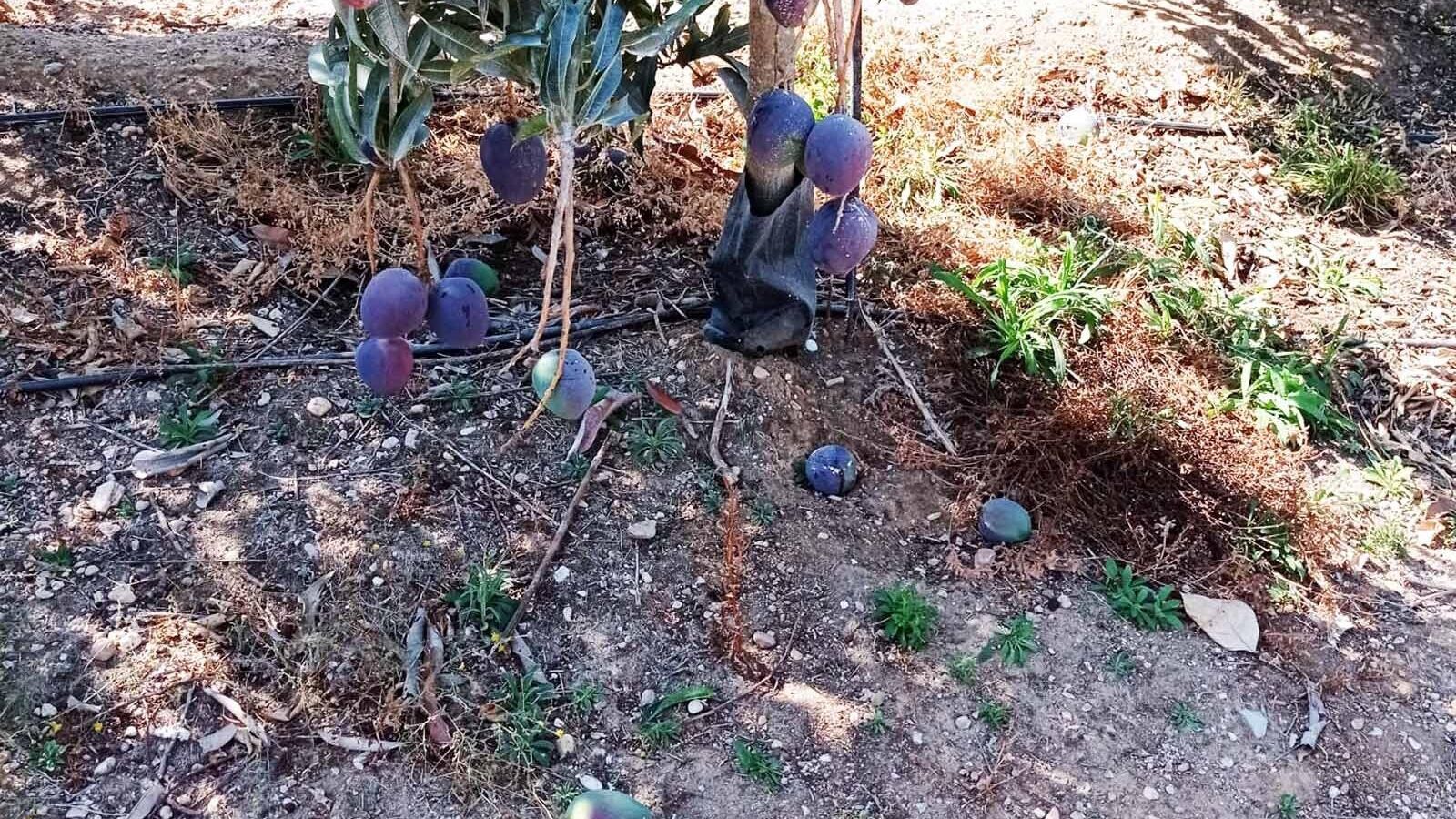 Los mangos sustraidos están valorados en unos 1.500 euros