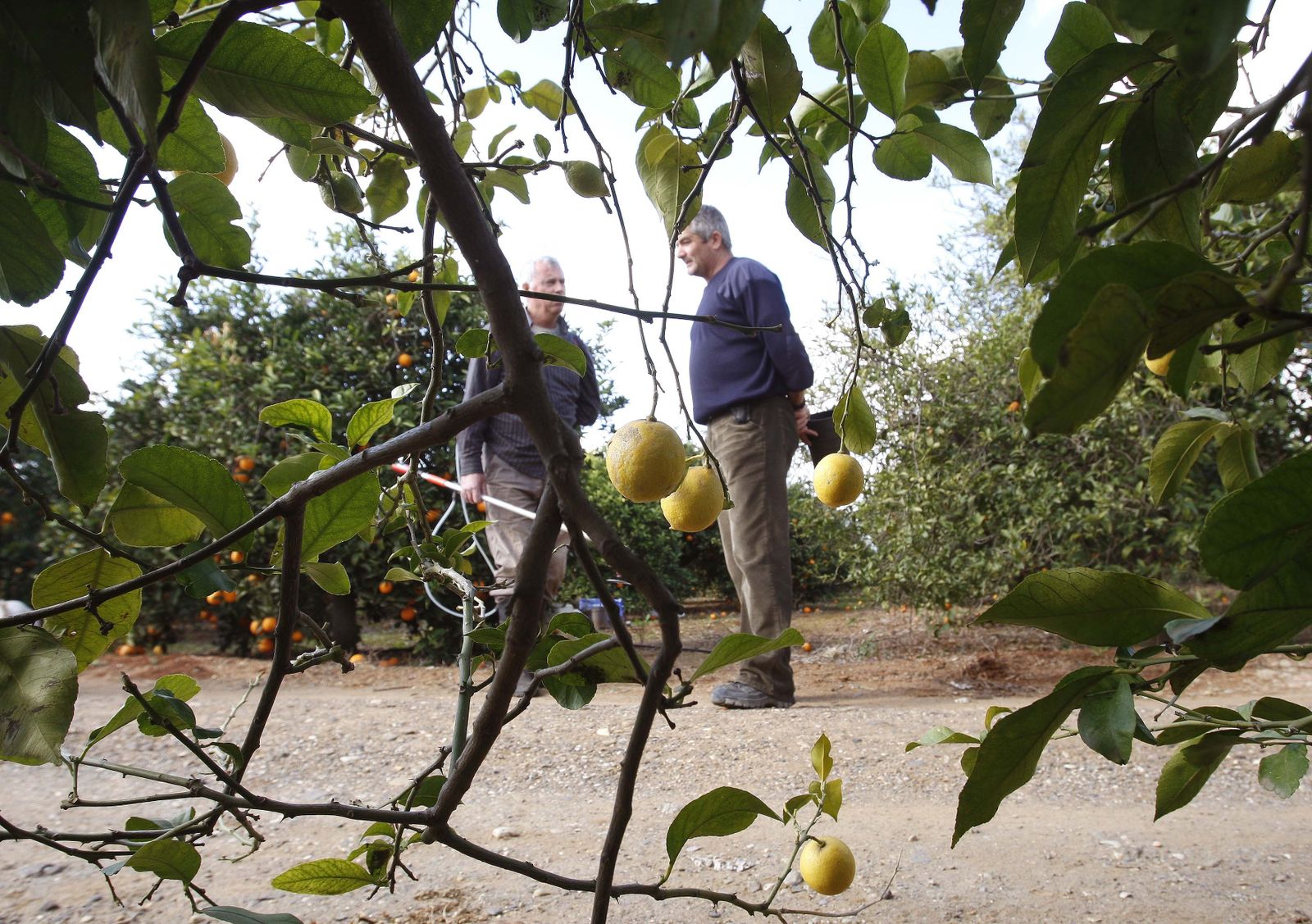 Una plantación de cítricos en una imagen de archivo.