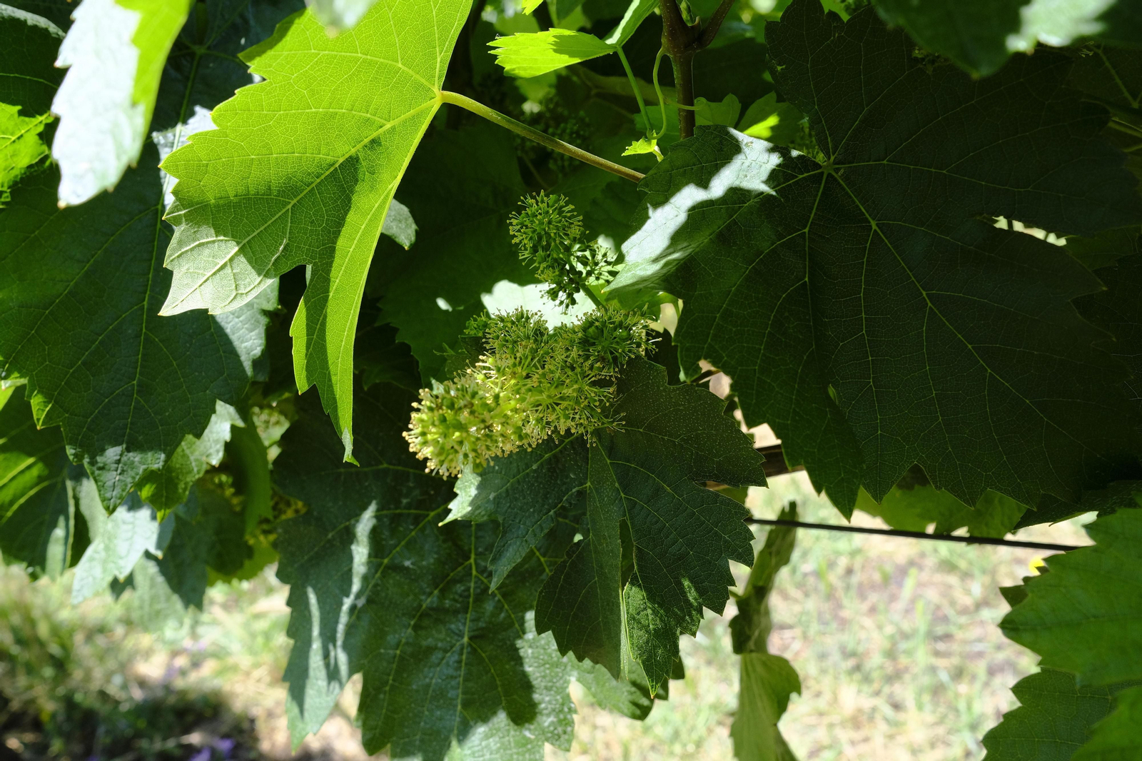 El regreso del turismo extranjero a las bodegas rondeñas, en fotos