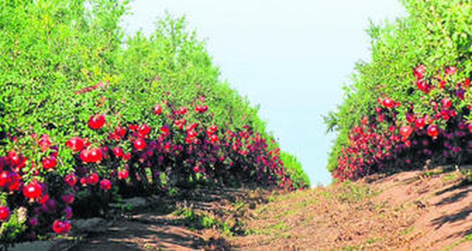 La plantación experimental del centro Adesva en el término de Lepe.
