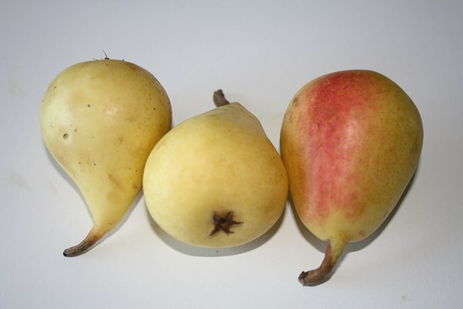 Pera: 'Pyrus communis'