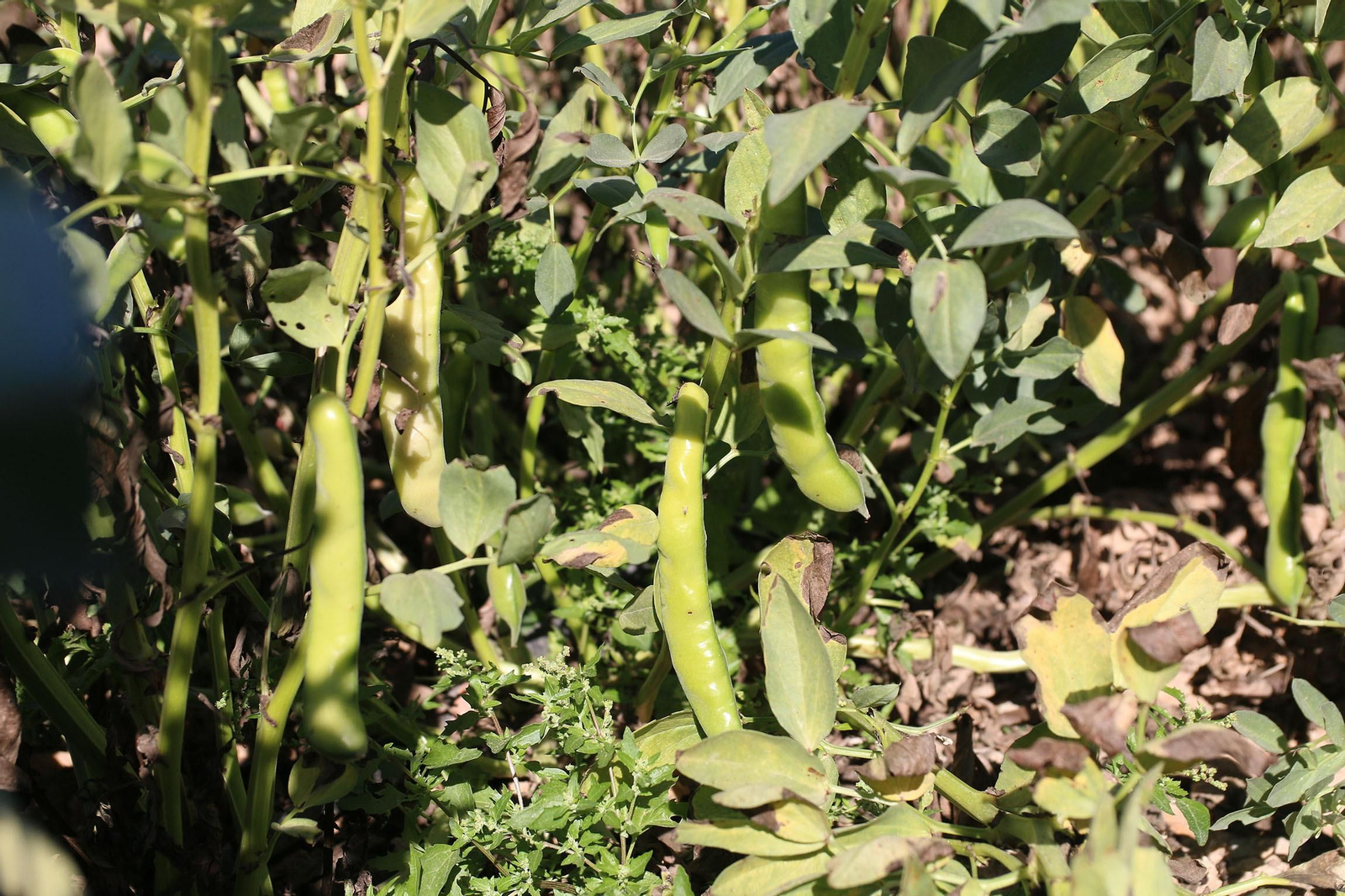 Fotogalería de la presentación de Plataforma Tierra, de Cajamar e IBM