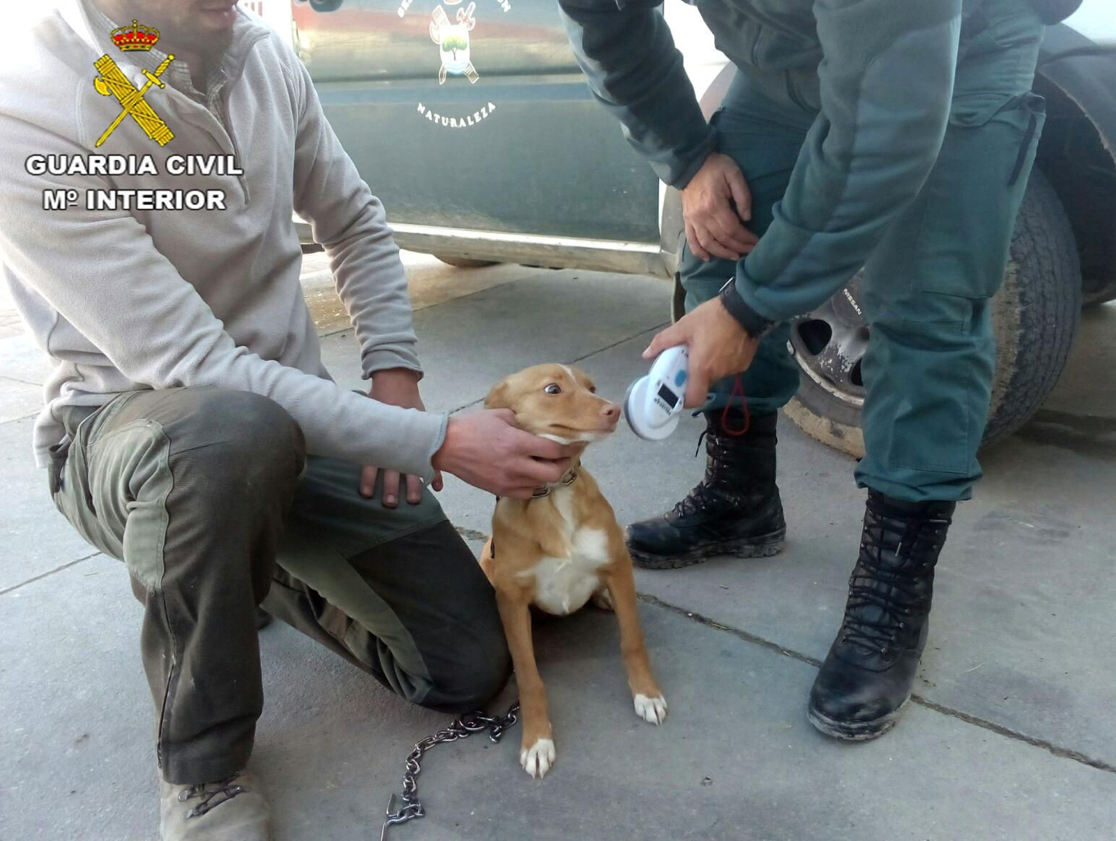 Uno de los perros recuperados por la Guardia Civil.
