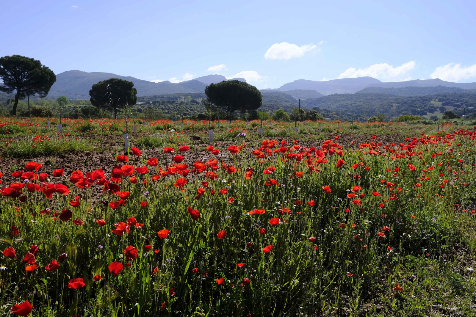 Brote de la la primavera, en fotos