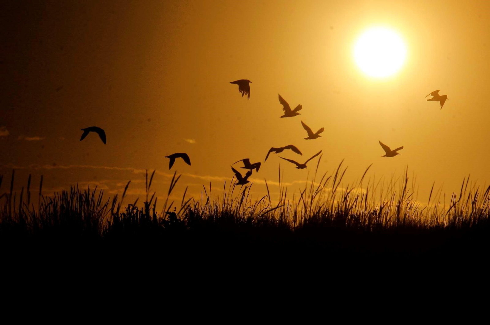 Paraje Natural Marismas del Odiel