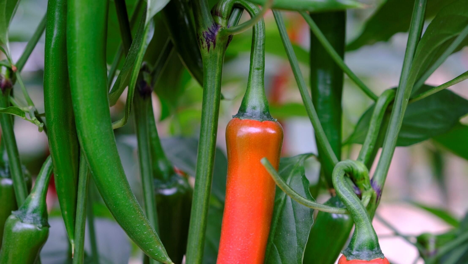 Vea la explotación de pimientos Paco Fernández en La Mojonera