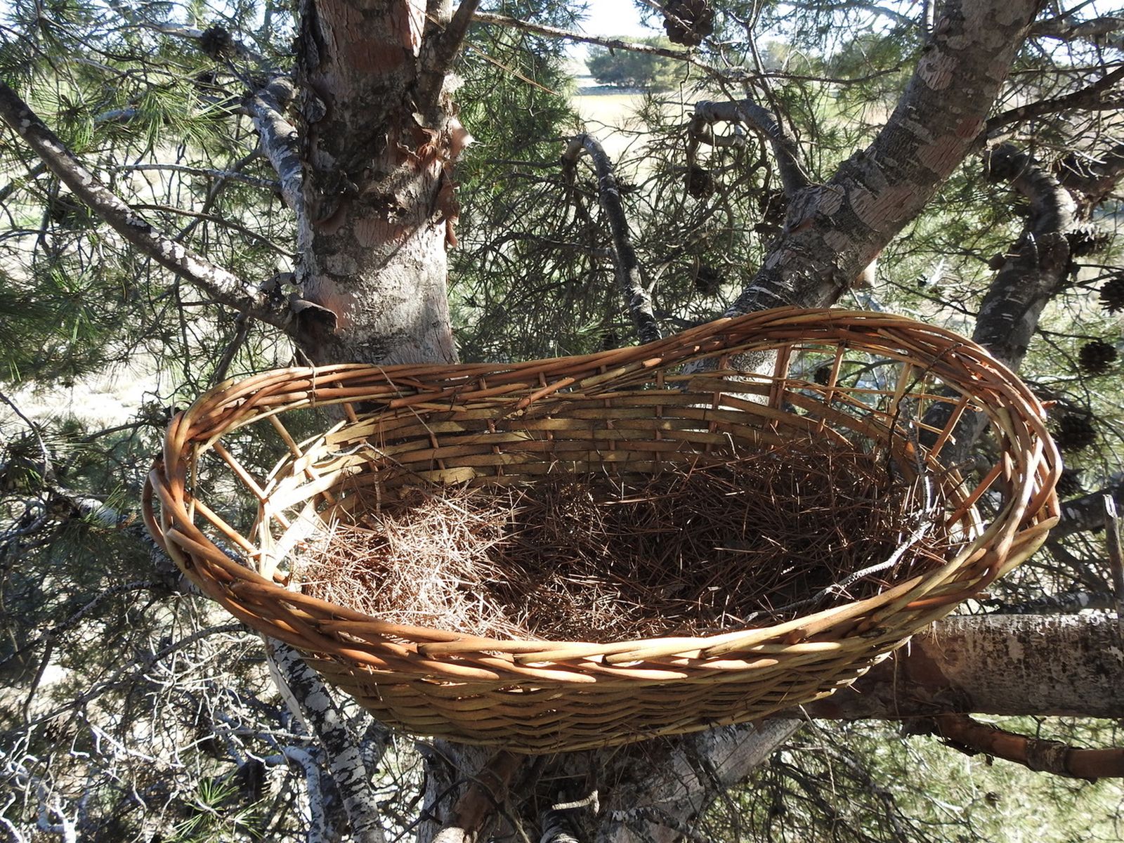 Una de las cestas reutilizadas como nido.