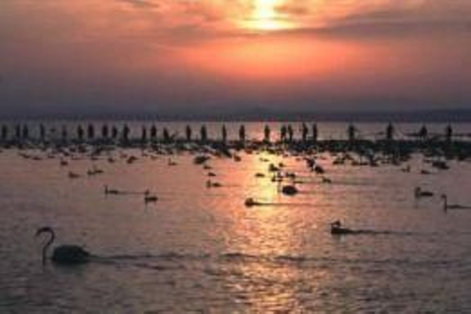 Los Campos de Voluntariado, una acción clave en la protección de flora, fauna y patrimonio