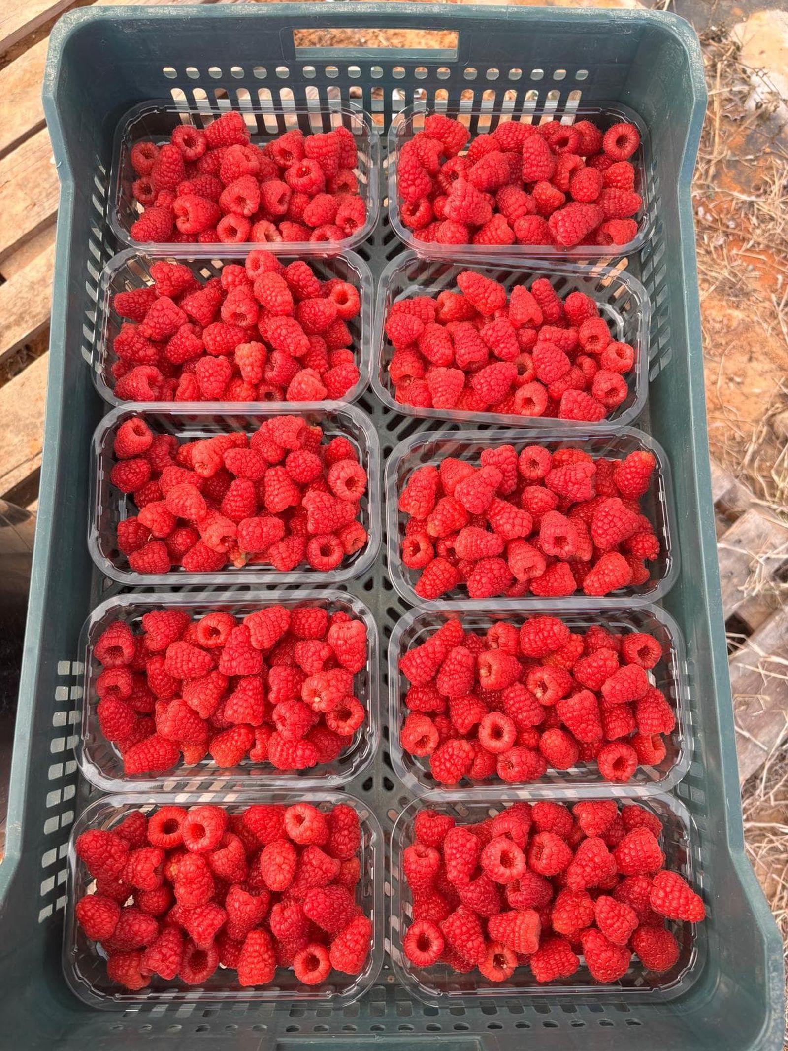 Frambuesas ya envasadas en plástico.