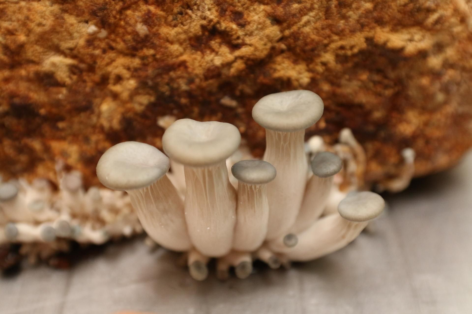 Fotogalería del Reino de las Setas