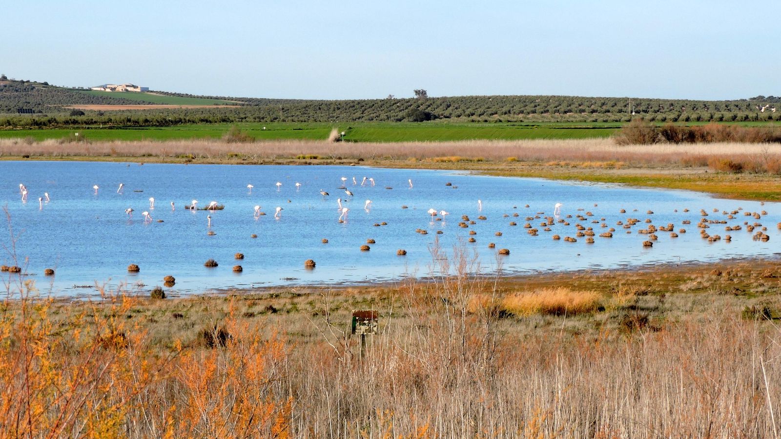En este camino disfrutaremos, con respeto, de una gran variedad de fauna aviar.